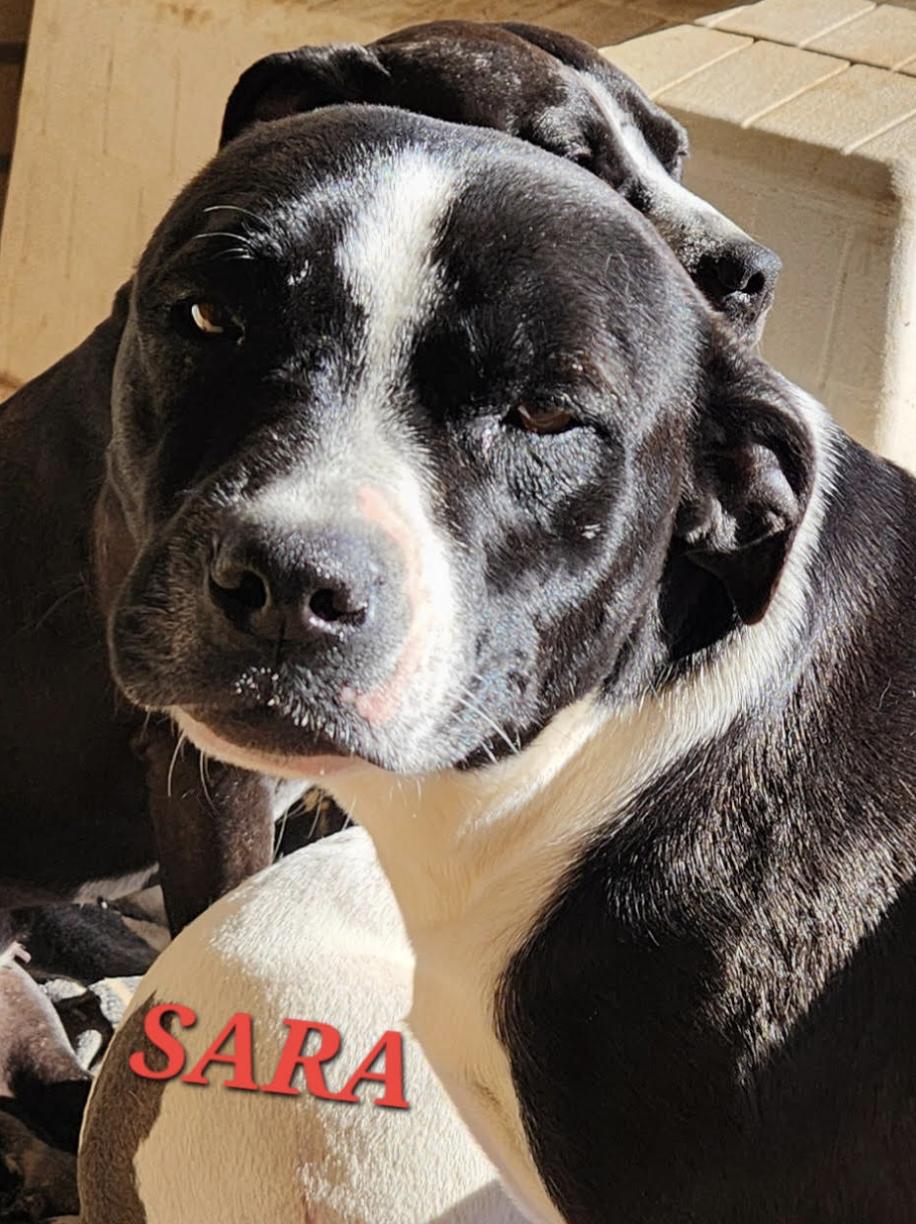 Enlarge Sara, a ADOPTABLE mixed breed in Woburn, MA image 5/5