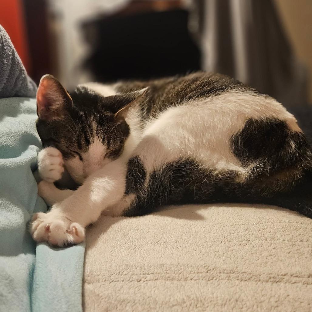 Navya, Adoptable, Adult Female Domestic Short Hair.