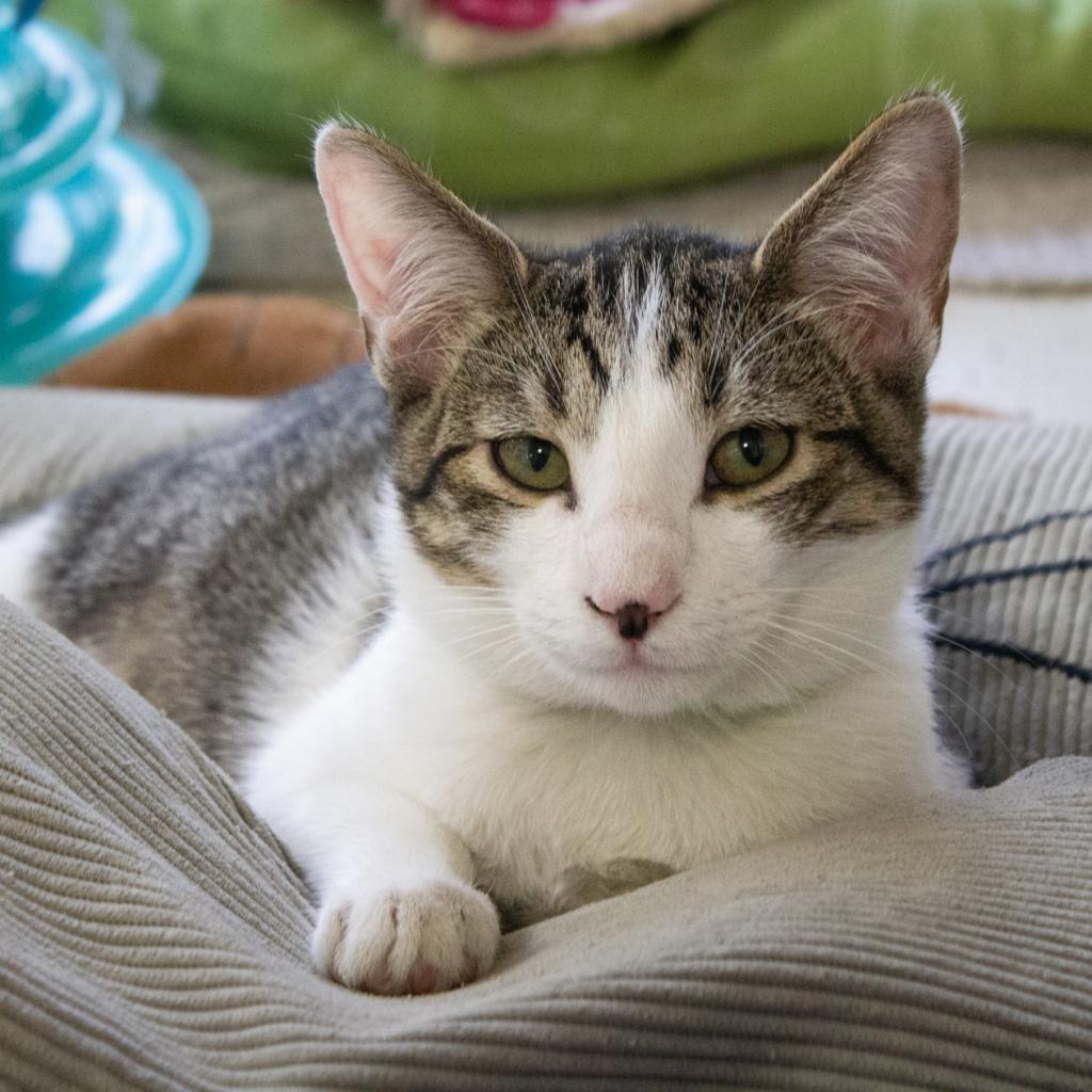 Navya, Adoptable, Adult Female Domestic Short Hair.