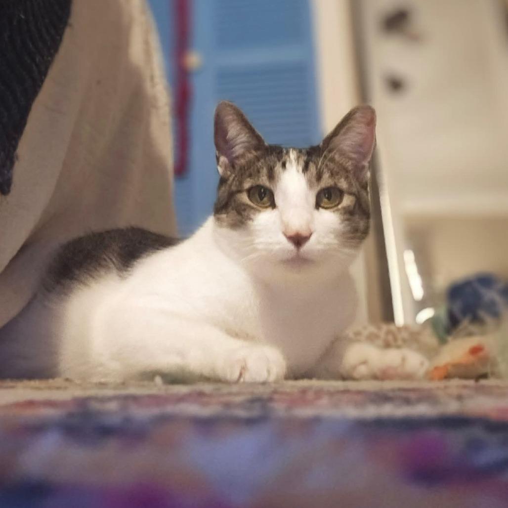 Enlarge Navya, a Adoptable Domestic Short Hair in Evansville, IN image 2/6