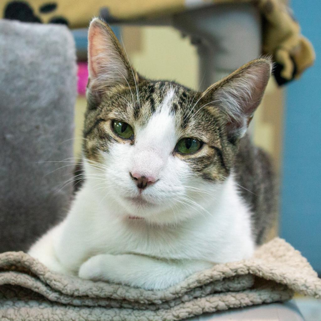 Enlarge Navya, a Adoptable Domestic Short Hair in Evansville, IN image 3/6