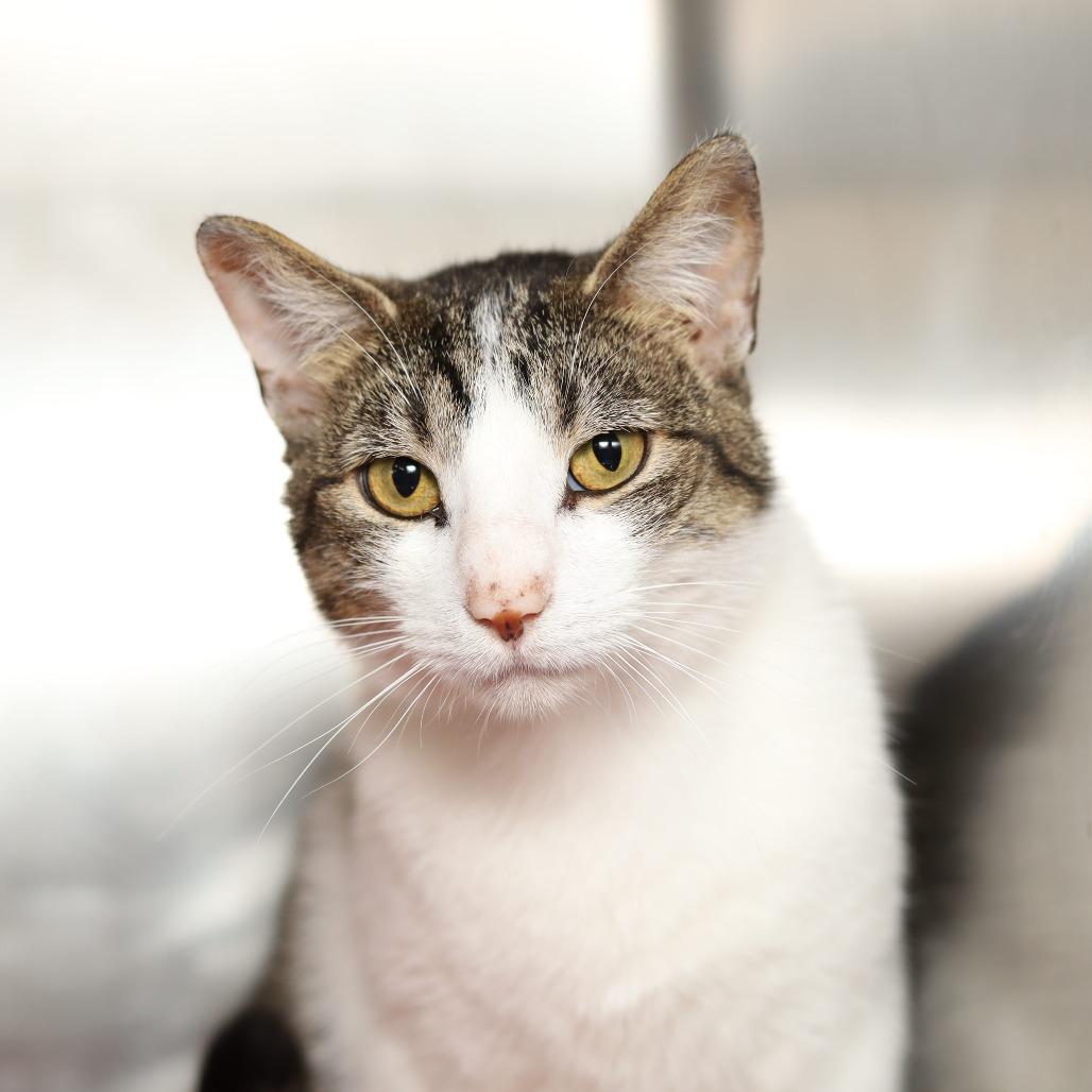 Enlarge Navya, a Adoptable Domestic Short Hair in Evansville, IN image 4/6