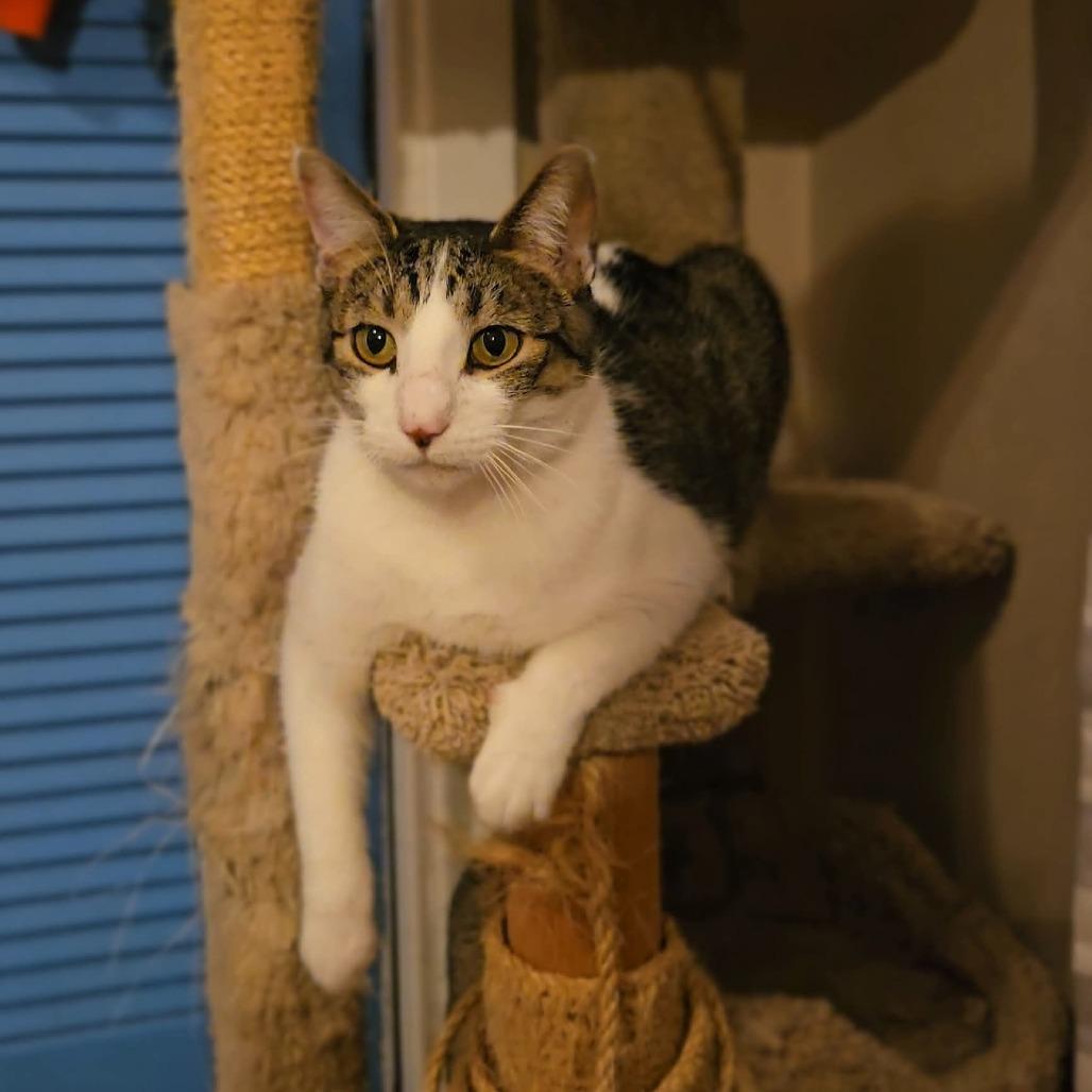 Enlarge Navya, a Adoptable Domestic Short Hair in Evansville, IN image 5/6