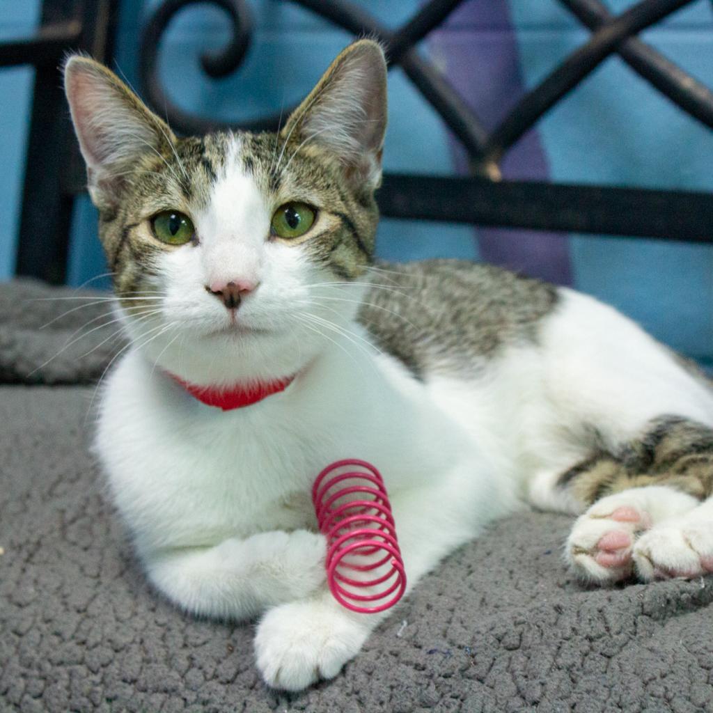 Enlarge Navya, a Adoptable Domestic Short Hair in Evansville, IN image 6/6