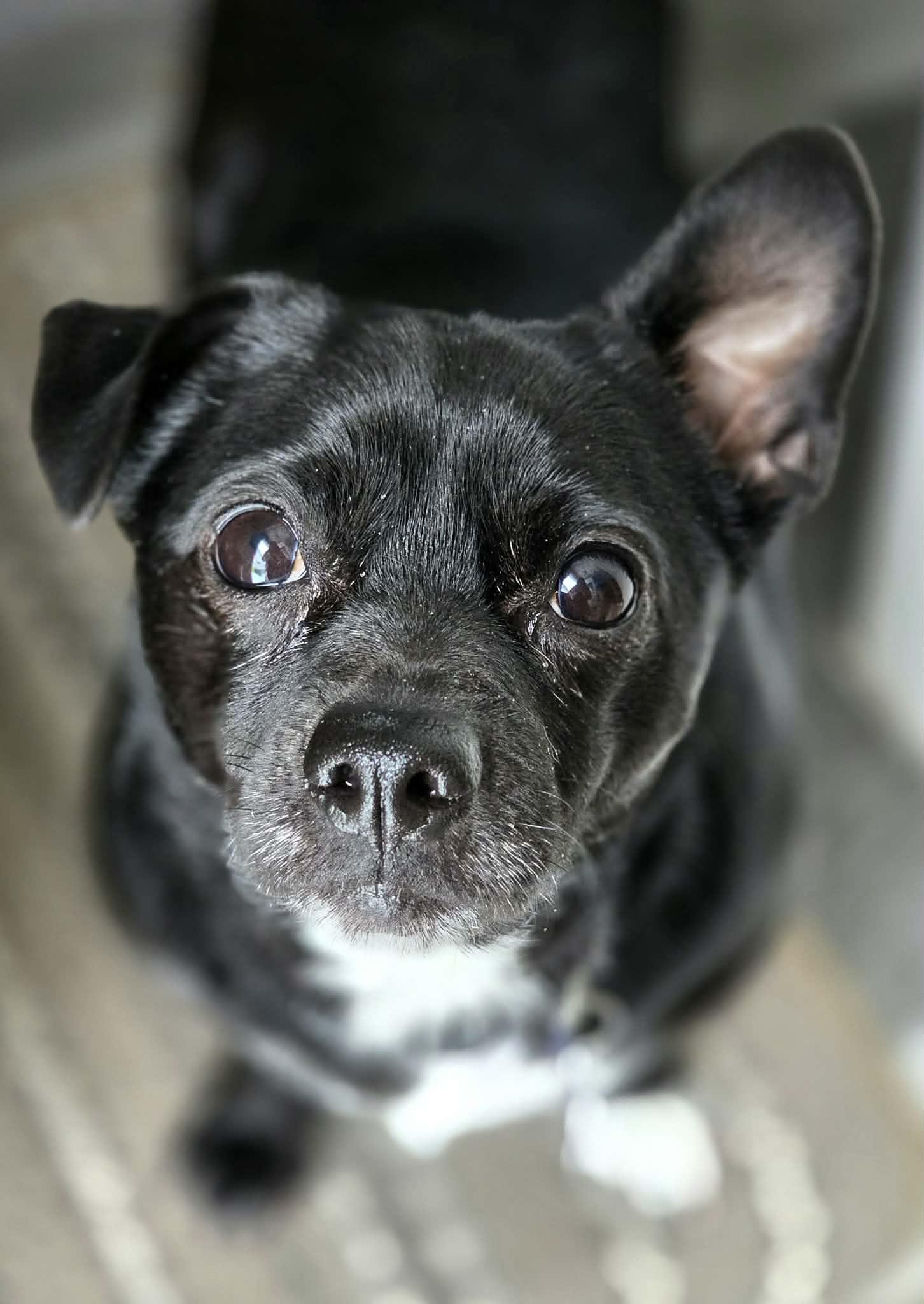 Enlarge Munchkin, a Adoptable Chihuahua in Utica, MI image 1/2