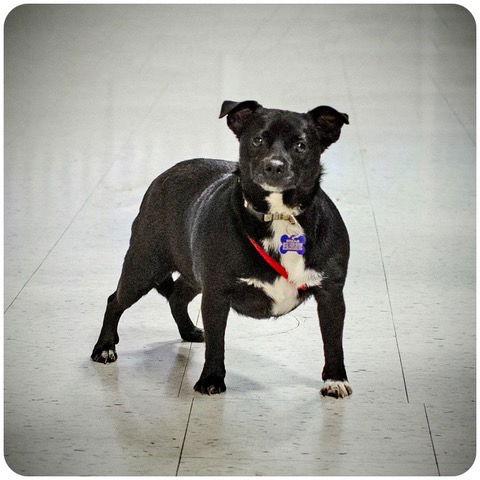 Enlarge Munchkin, a Adoptable Chihuahua in Utica, MI image 2/2
