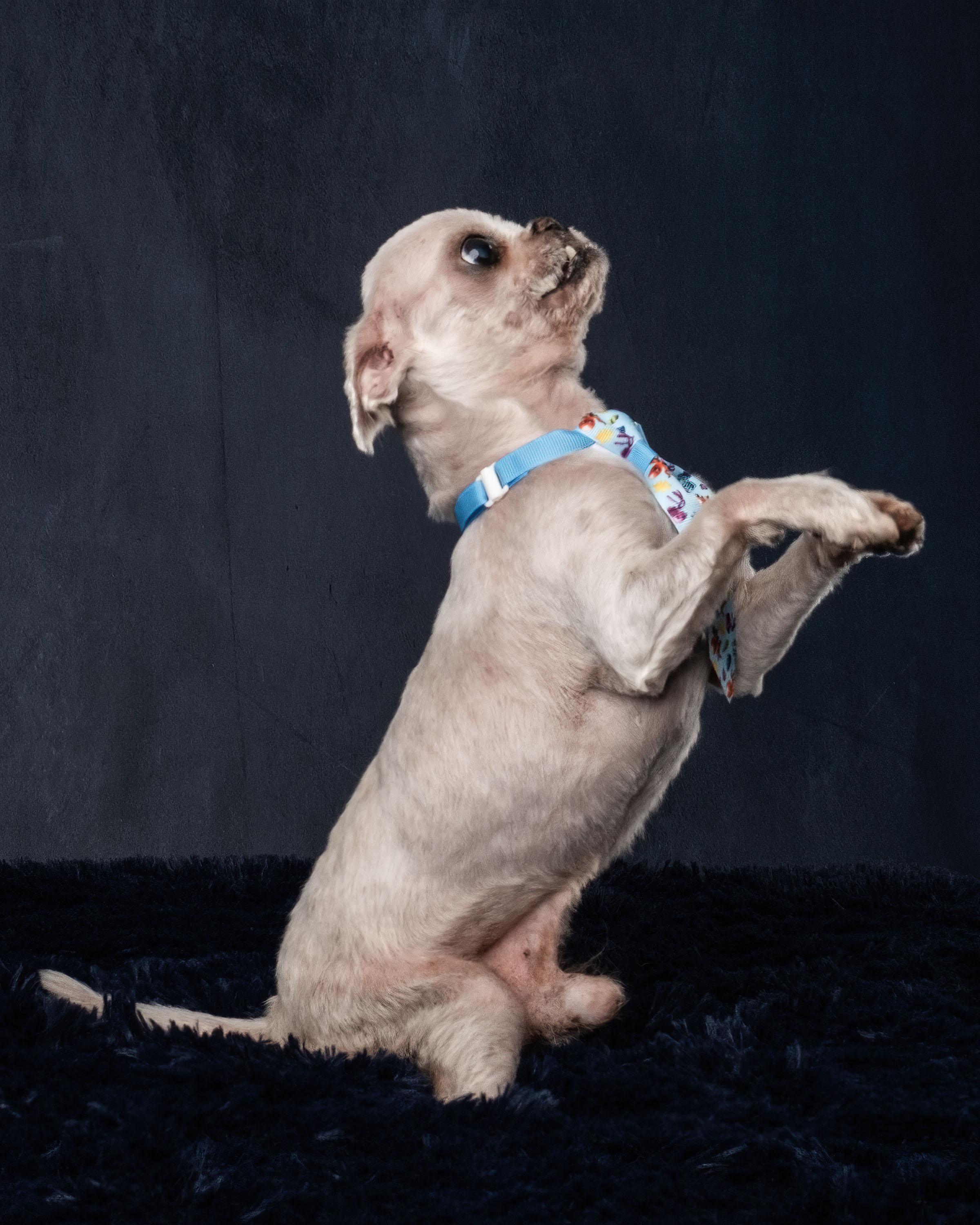 Oddie, an adopted mixed breed in Aiken, SC image 1/6