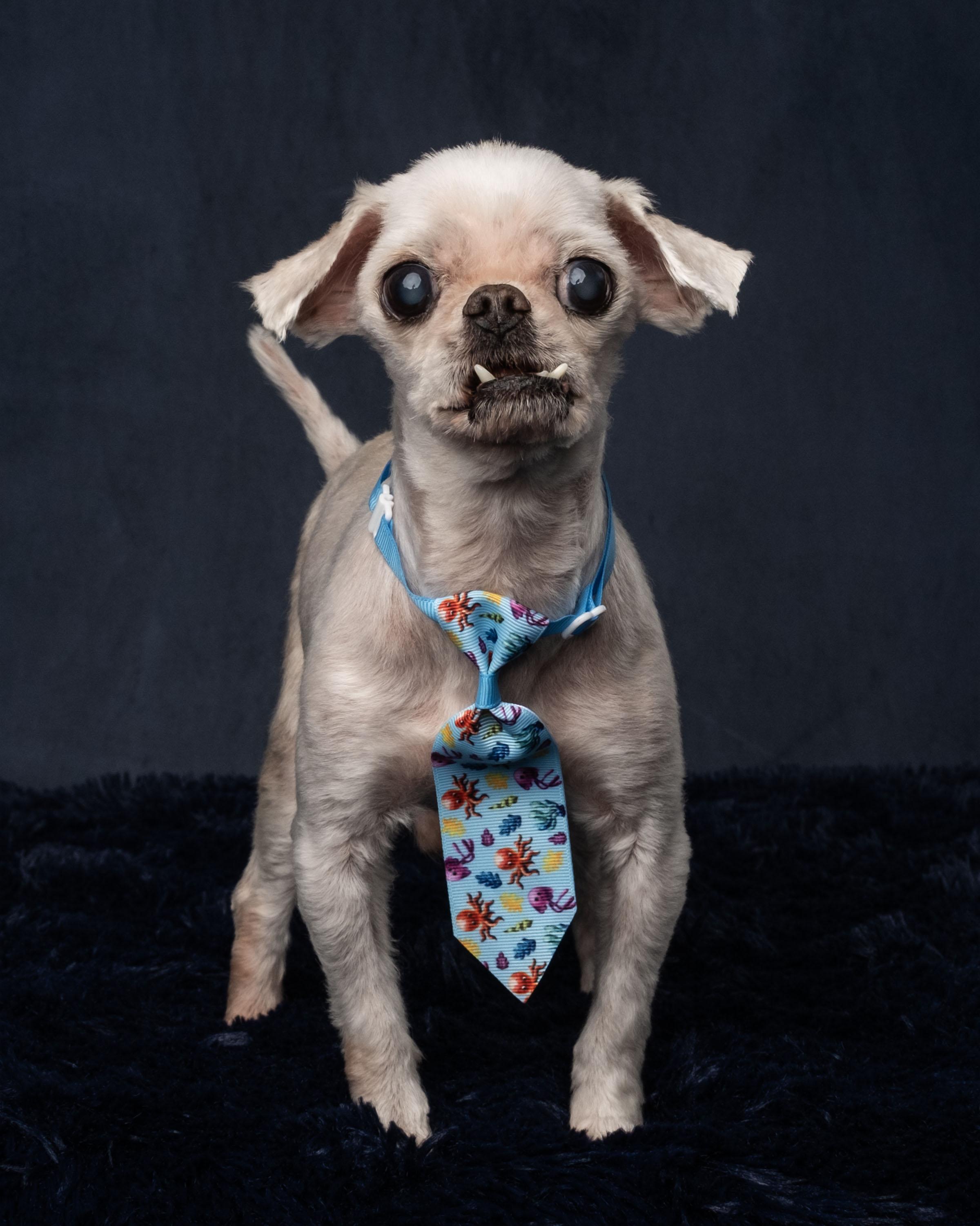 Oddie, an adopted mixed breed in Aiken, SC image 2/6