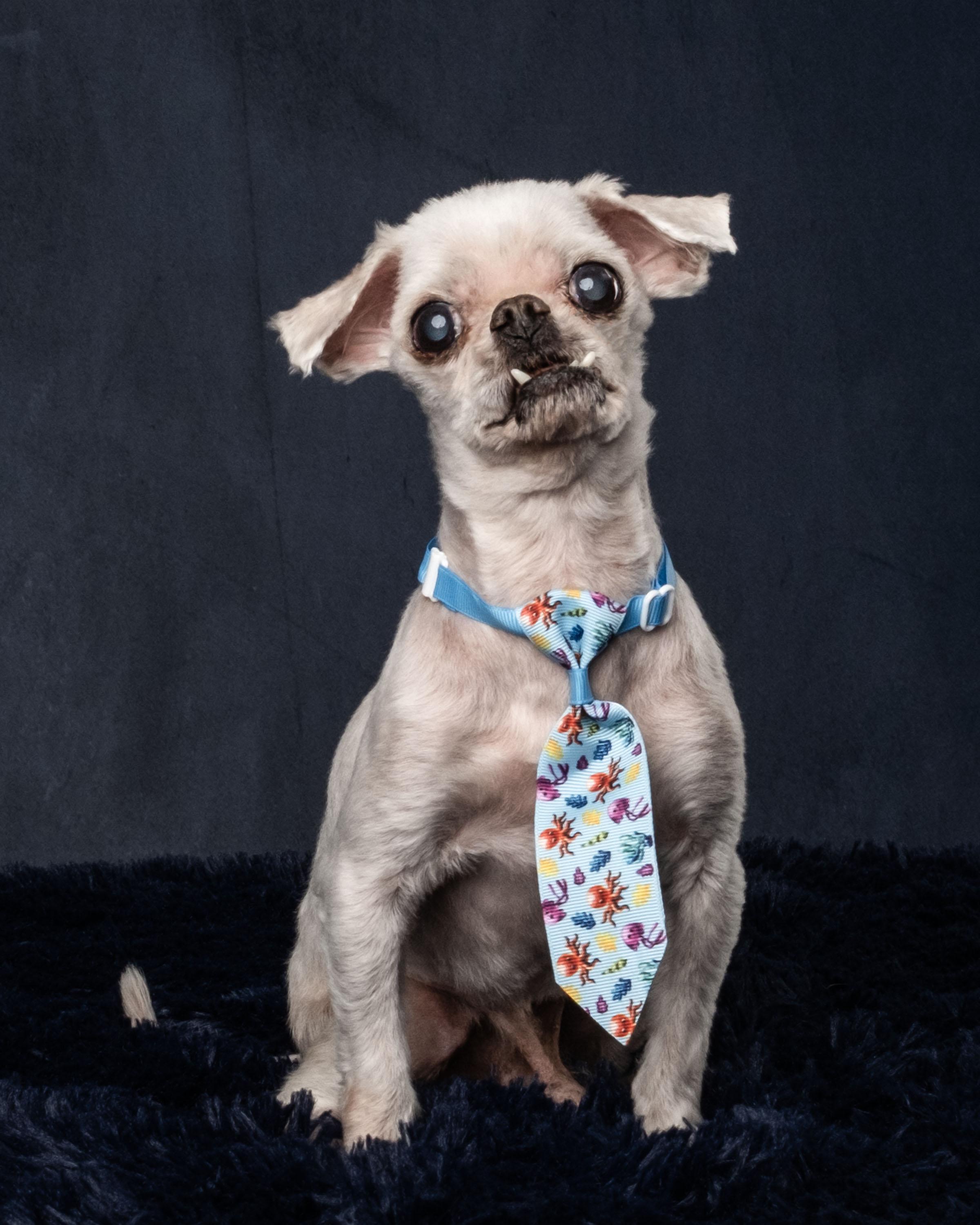 Oddie, an adopted mixed breed in Aiken, SC image 3/6