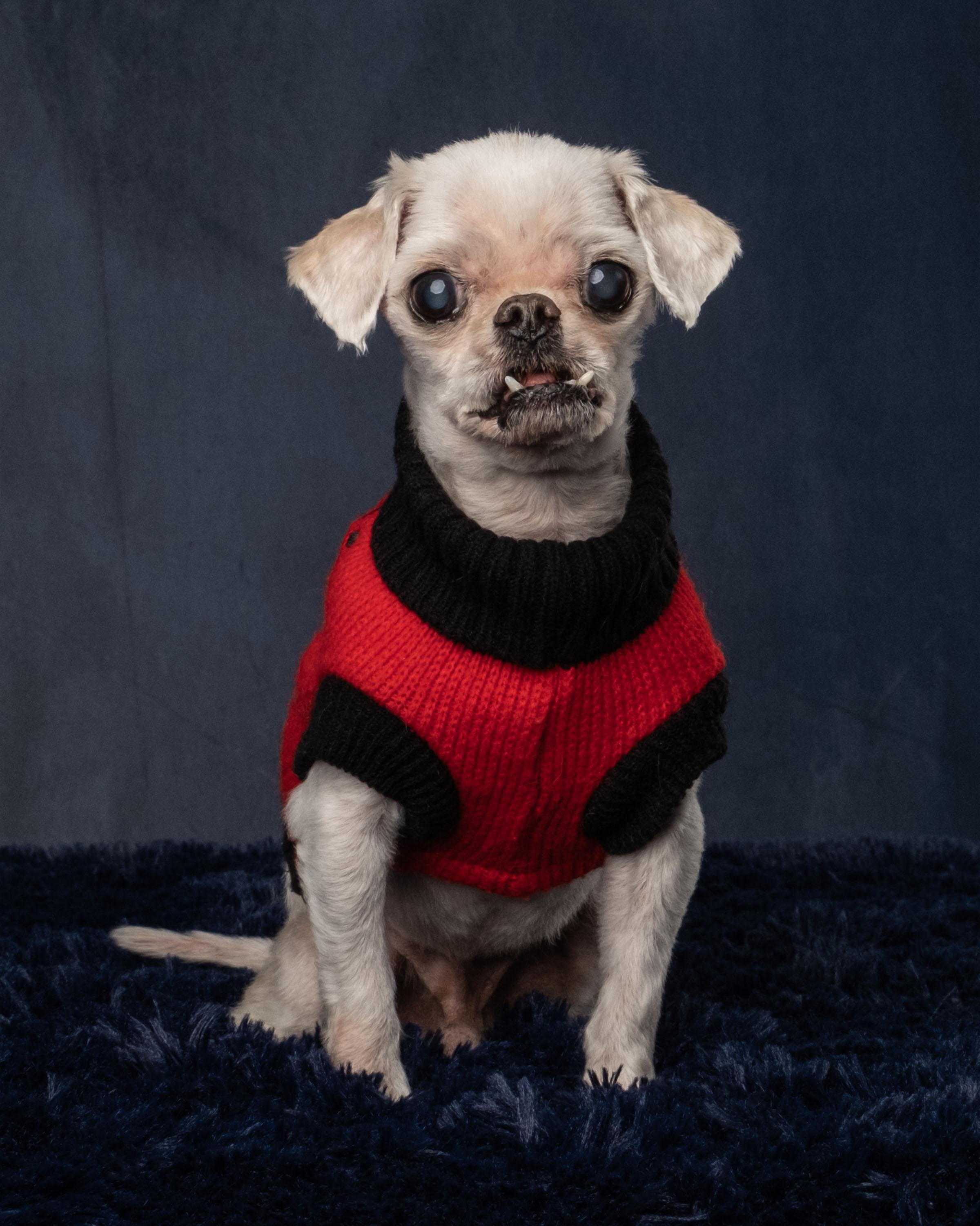 Oddie, an adopted mixed breed in Aiken, SC image 4/6