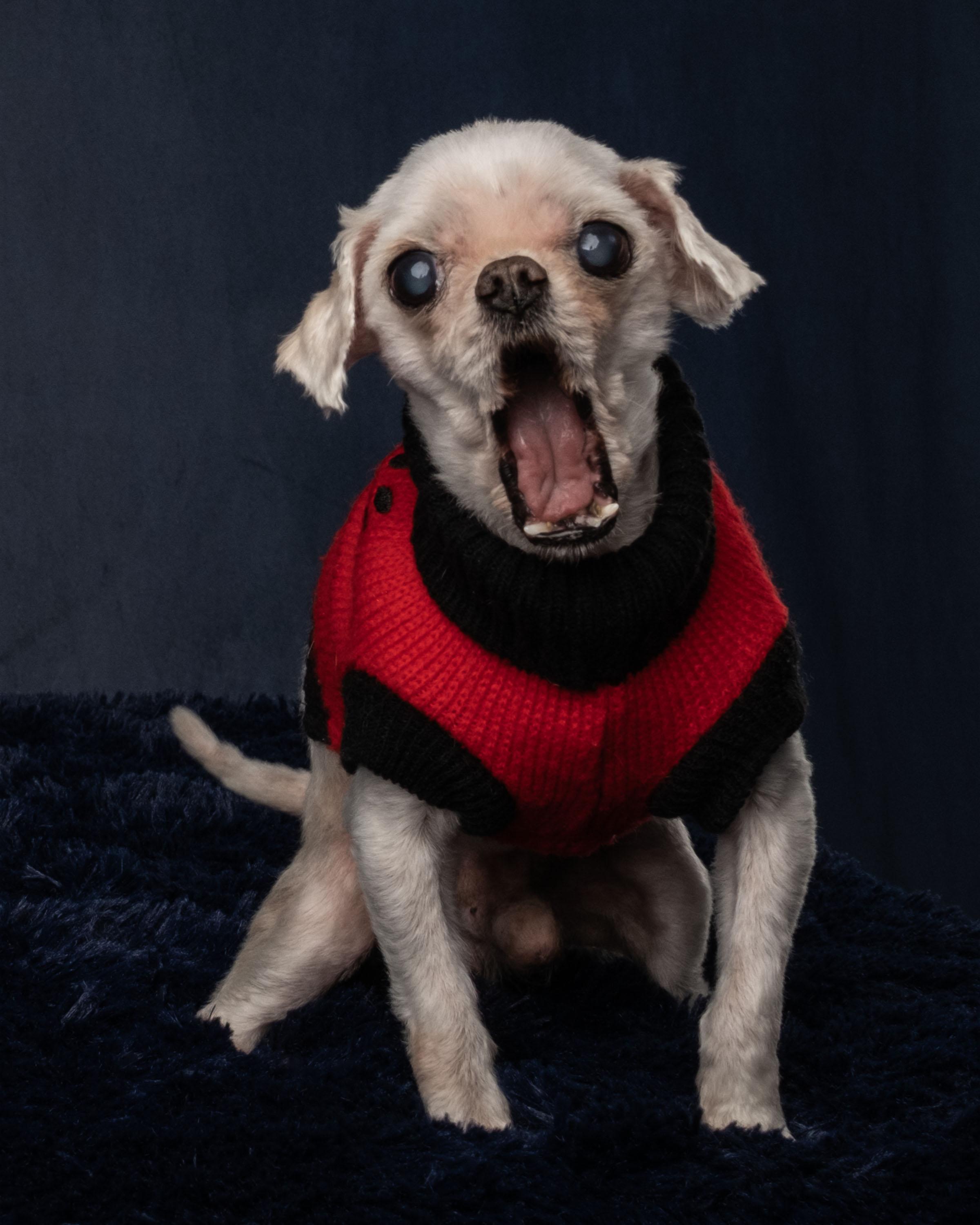 Oddie, an adopted mixed breed in Aiken, SC image 5/6