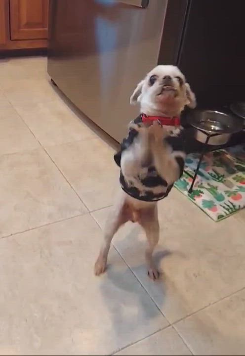 Enlarge Oddie, an adopted mixed breed in Aiken, SC video 6/6