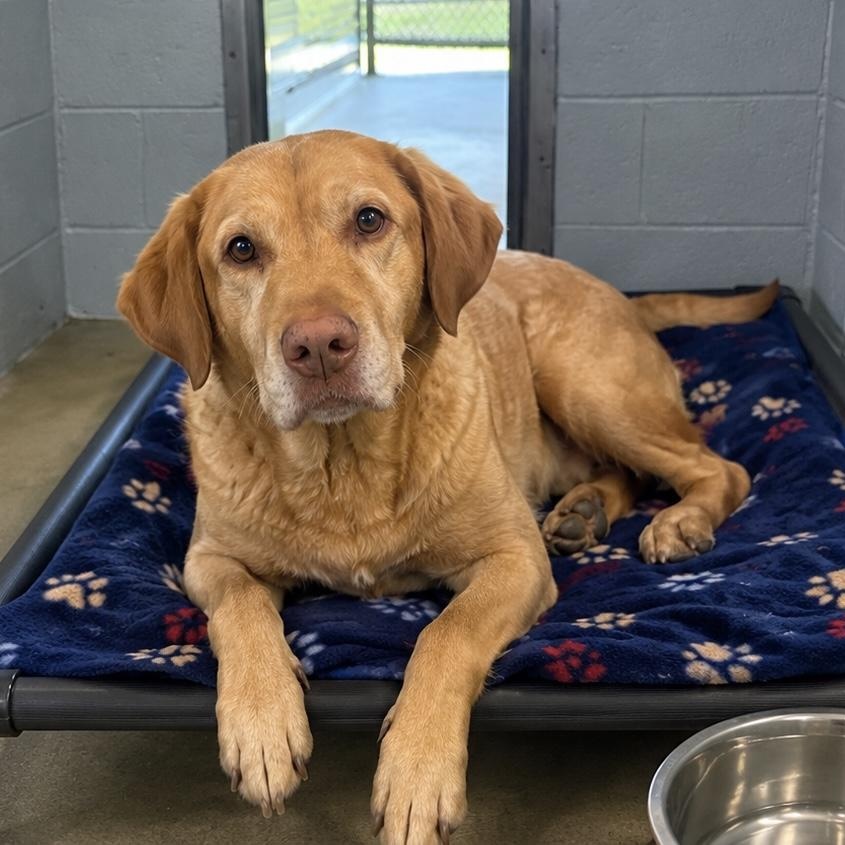 Harley, Adoptable, Senior Female Labrador Retriever.