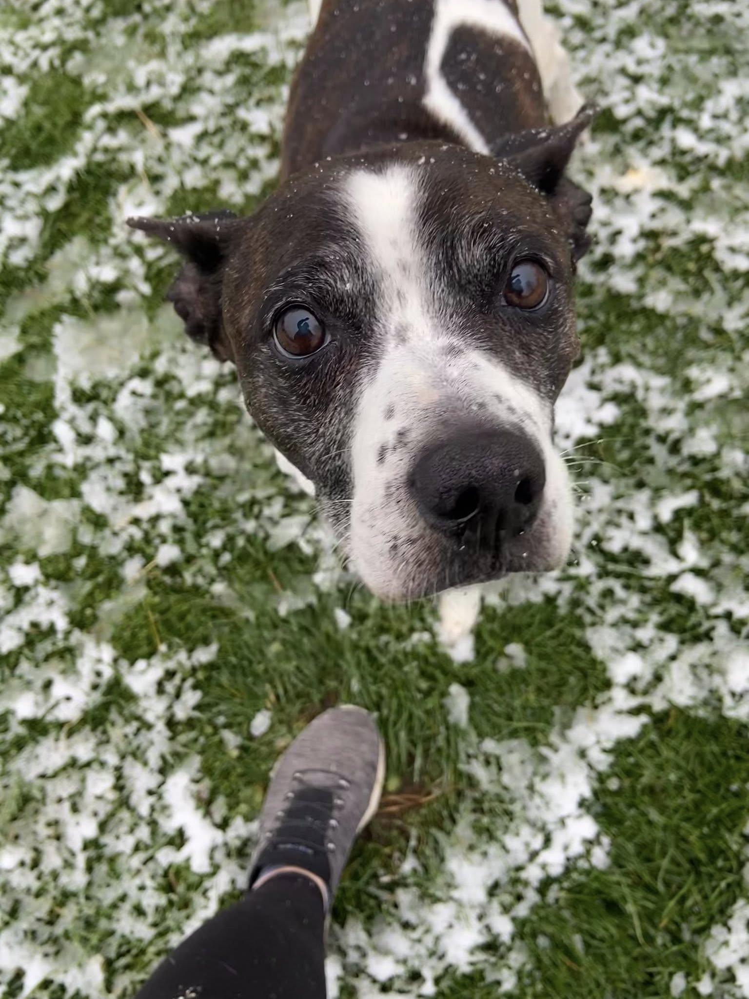 Nacho! Sweetest boy EVER!, Adoptable, Senior Male Rat Terrier & Terrier.