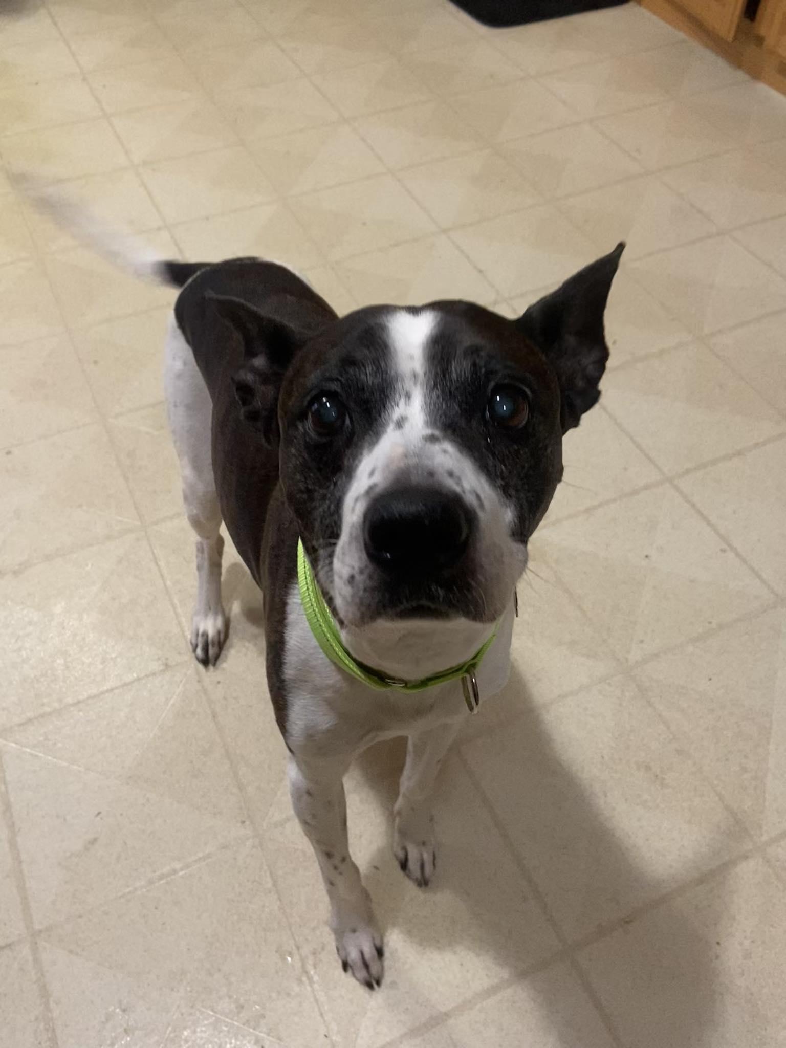 Nacho! Sweetest boy EVER!, an adopted mixed breed in Port Huron, MI image 3/6