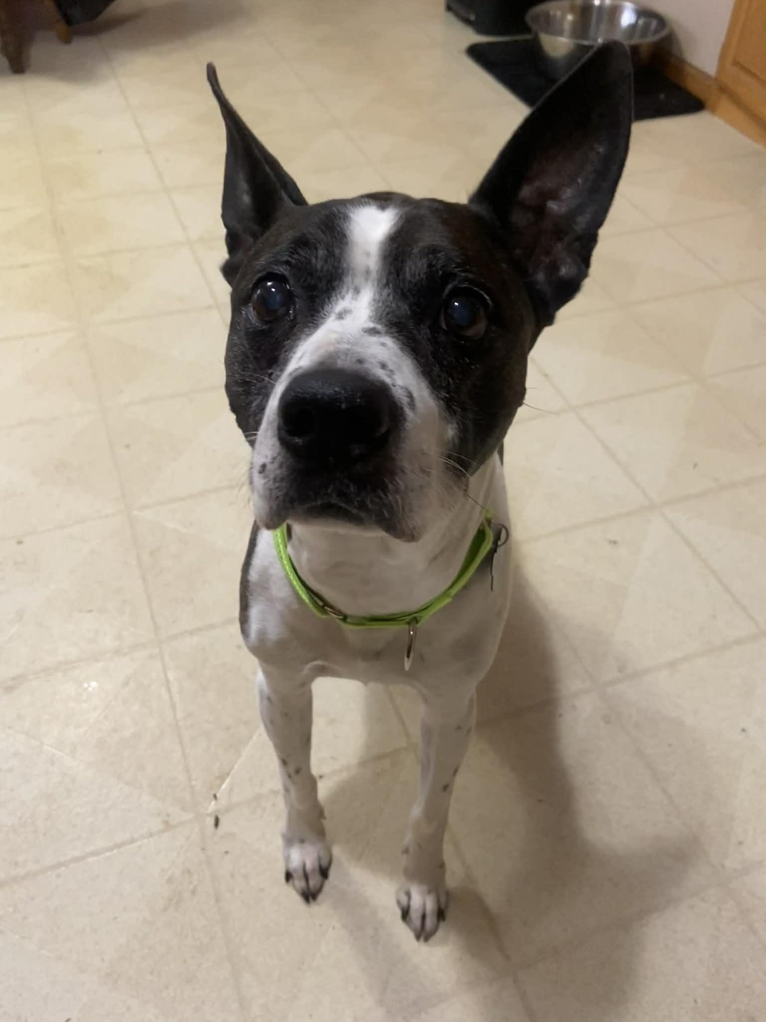 Nacho! Sweetest boy EVER!, an adopted mixed breed in Port Huron, MI image 5/6