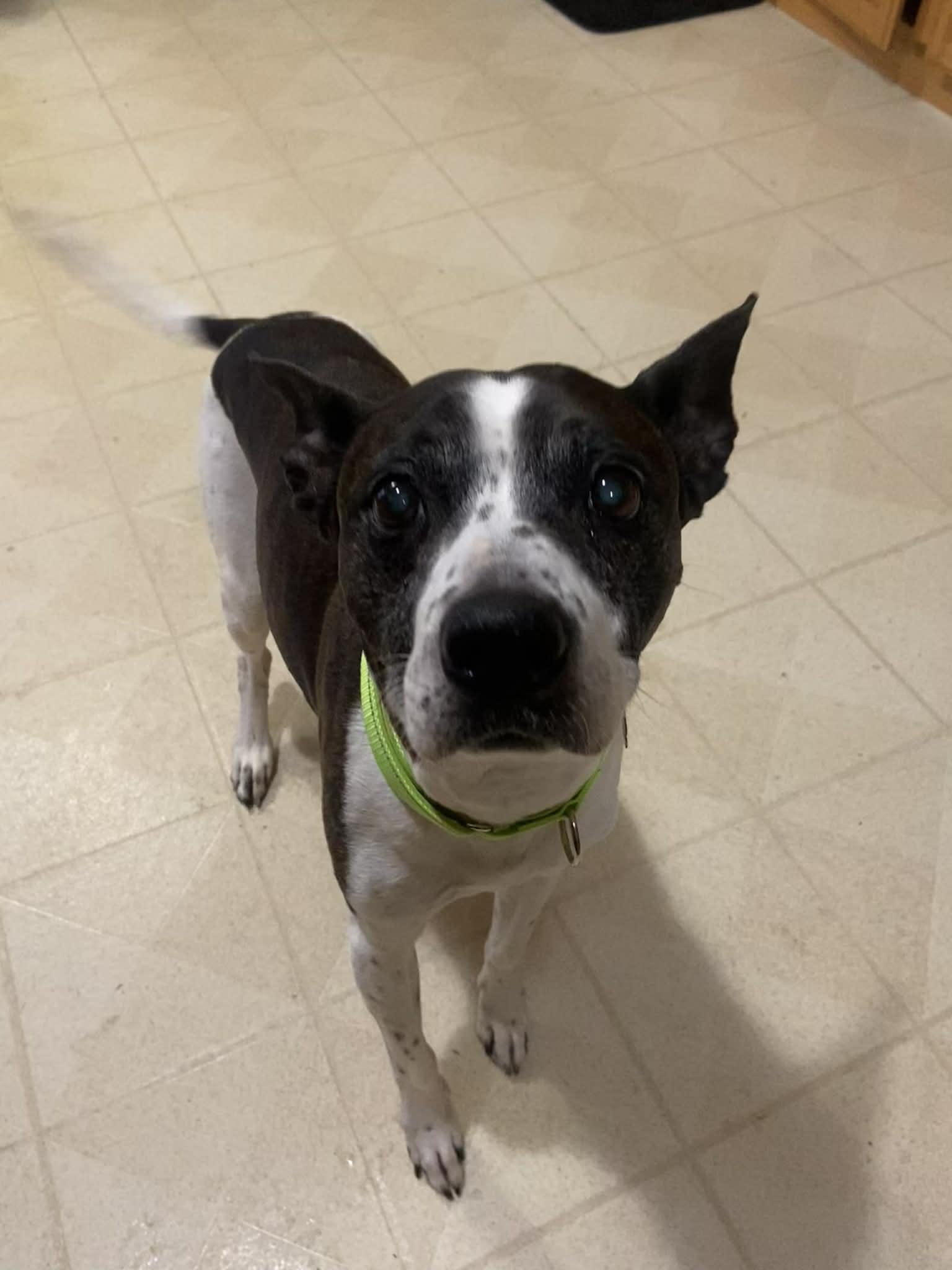 Nacho! Sweetest boy EVER!, an adopted mixed breed in Port Huron, MI image 2/6