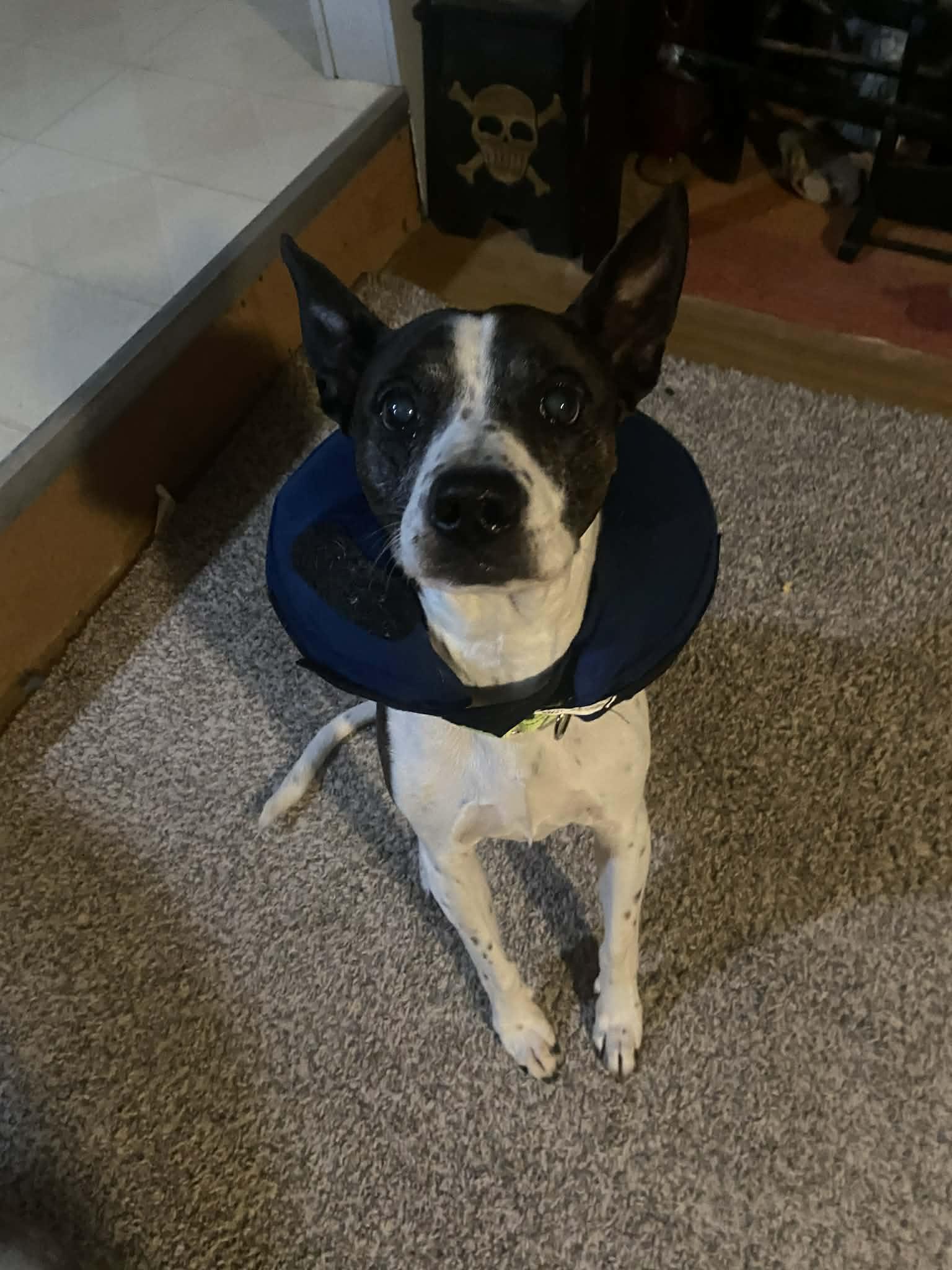 Nacho! Sweetest boy EVER!, an adopted mixed breed in Port Huron, MI image 6/6