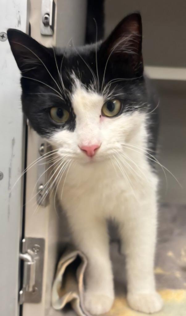 Enlarge Polaris, a Adoptable mixed breed in Viroqua, WI image 1/1