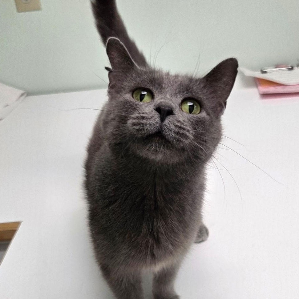 Sneaky, ADOPTABLE, Adult Female Domestic Short Hair.
