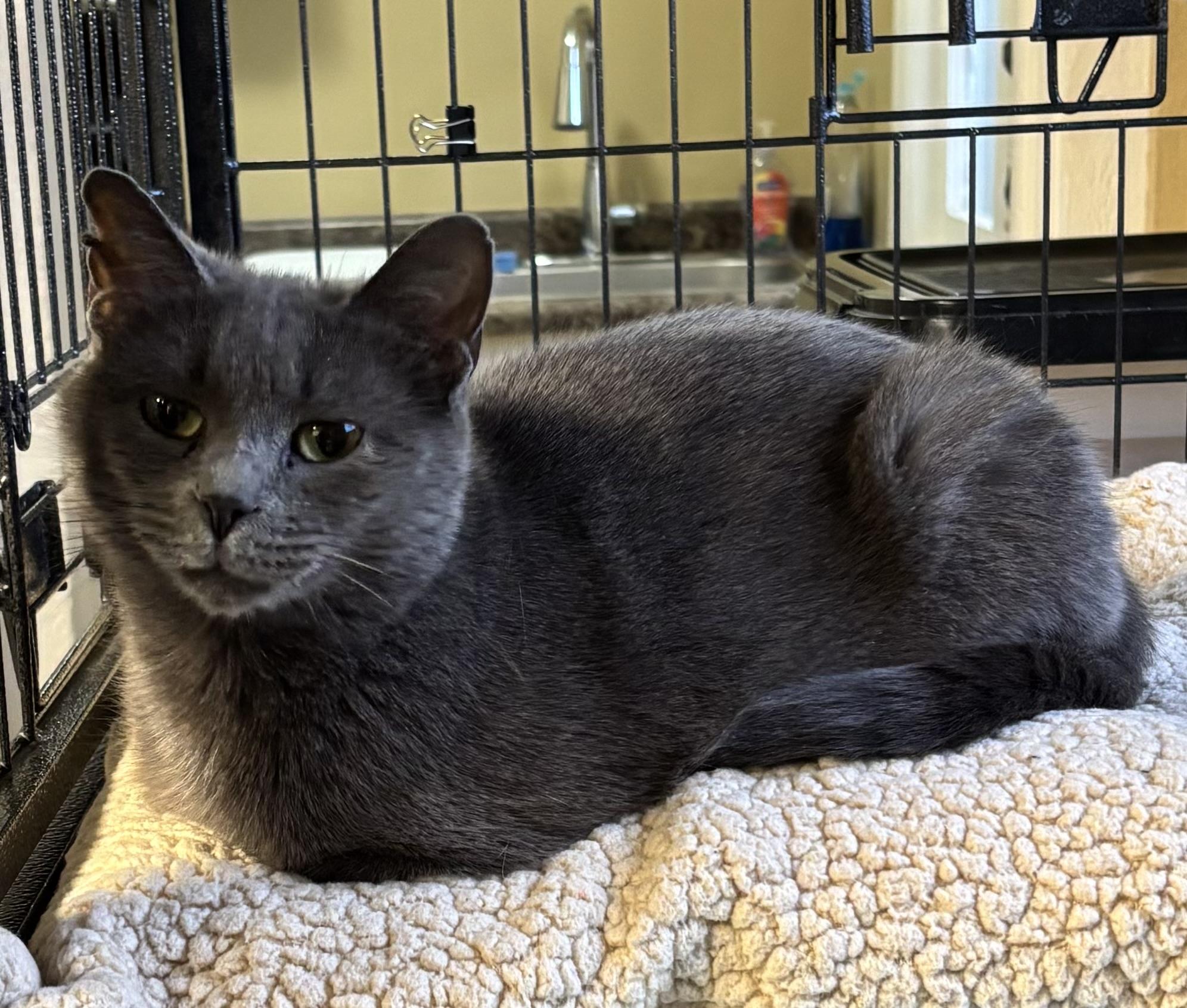 Enlarge Sneaky, a ADOPTABLE Domestic Short Hair in Grosse Ile, MI image 2/2