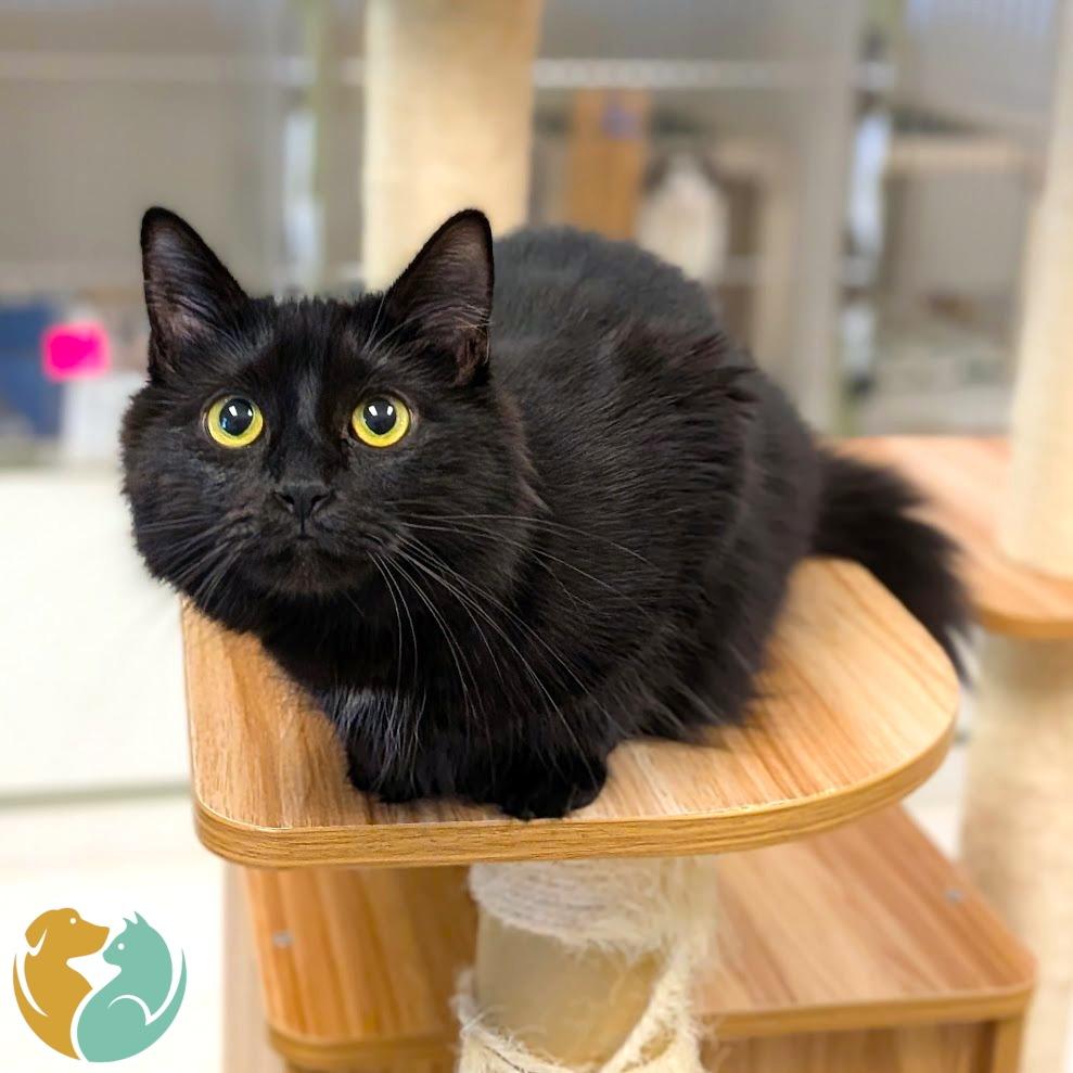 Enlarge Purrada, a Adoptable Domestic Medium Hair in Toledo, OH image 1/2