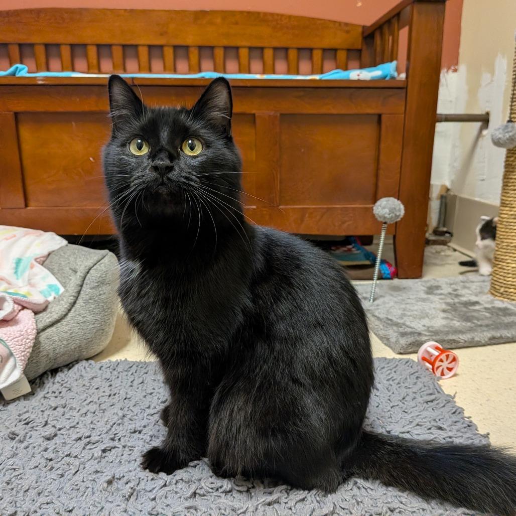Enlarge Purrada, a Adoptable Domestic Medium Hair in Toledo, OH image 2/2