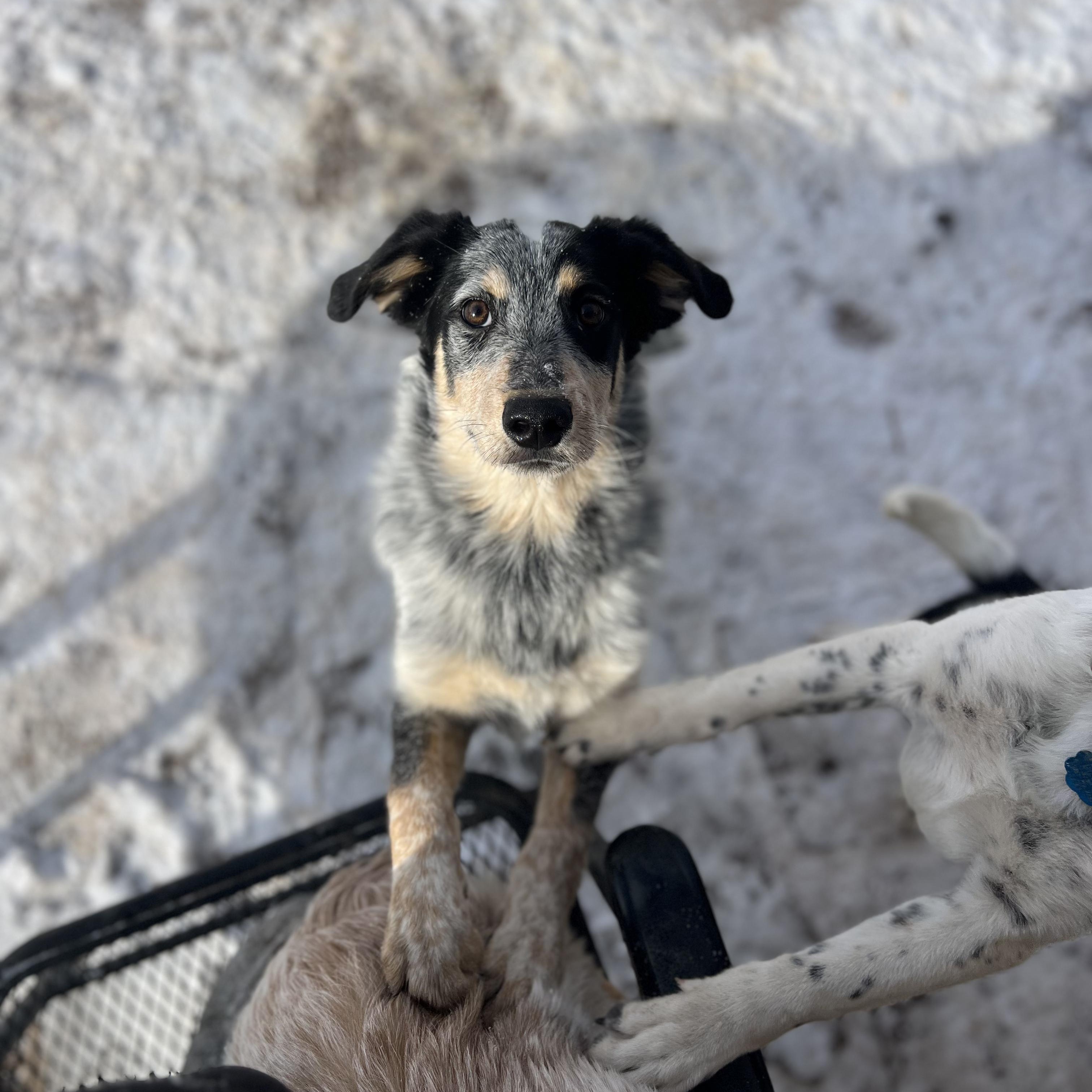 Linus, ADOPTABLE, Young Male Australian Cattle Dog / Blue Heeler & Australian Shepherd.