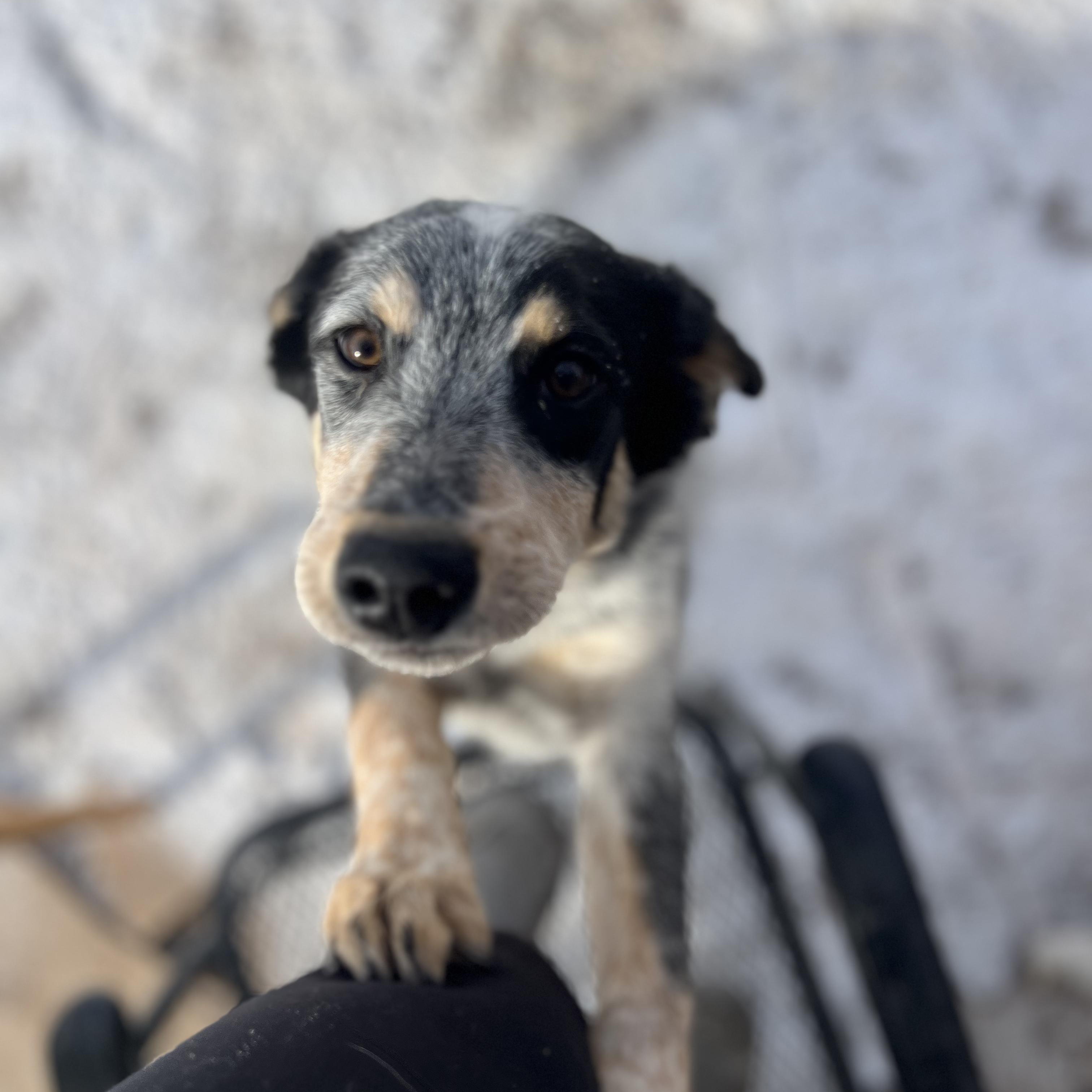 Enlarge Linus, a ADOPTABLE mixed breed in Fort Collins, CO image 3/4