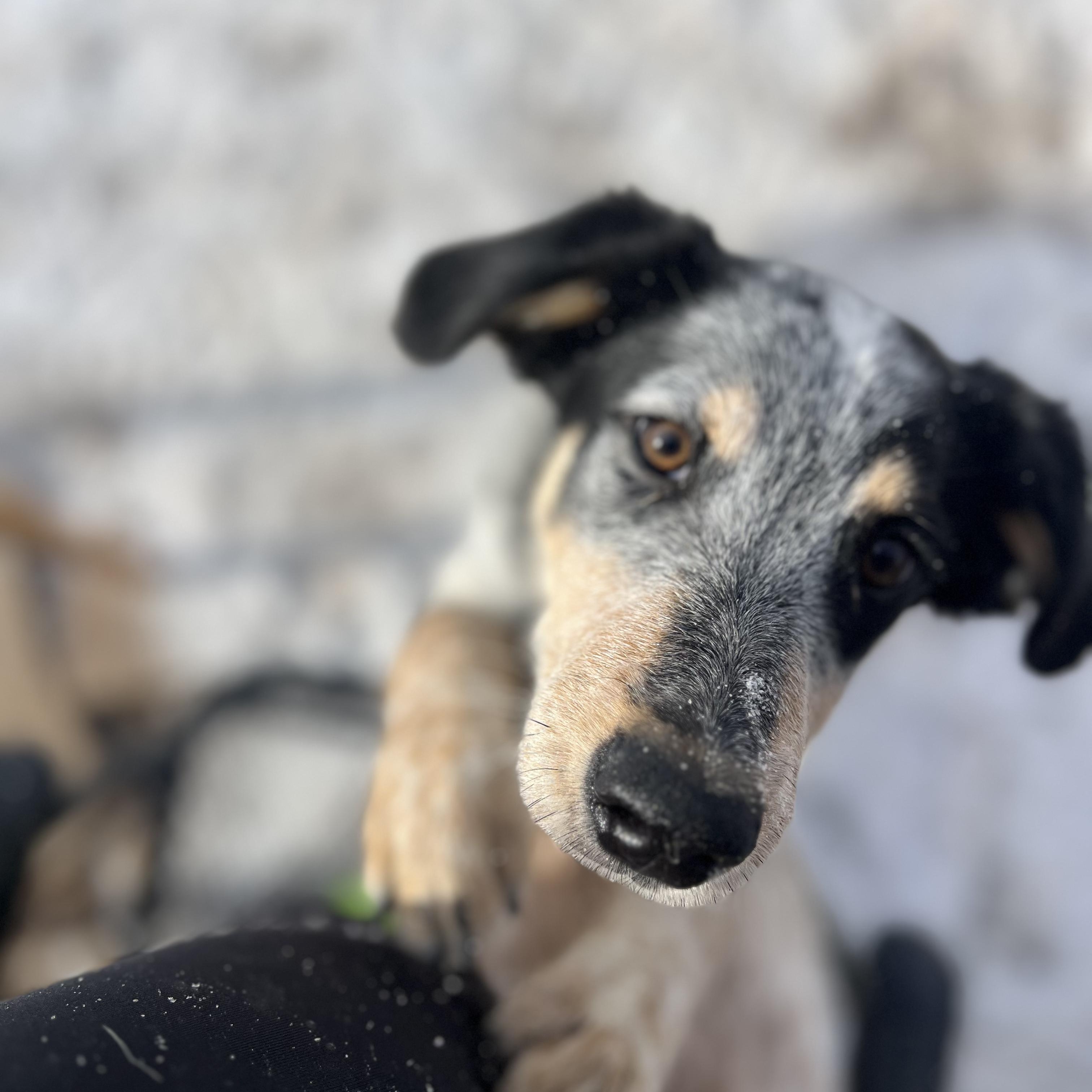 Enlarge Linus, a ADOPTABLE mixed breed in Fort Collins, CO image 4/4