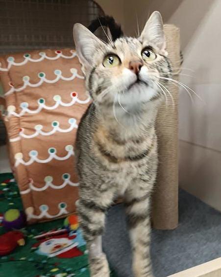 KitKat, ADOPTABLE, Kitten Female Tabby & Domestic Short Hair.