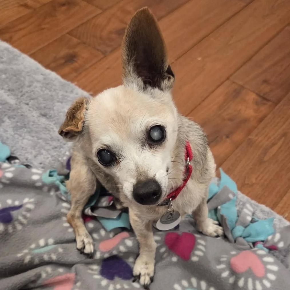 Enlarge Fallon, a Adoptable Chihuahua in Ramona, CA image 1/6