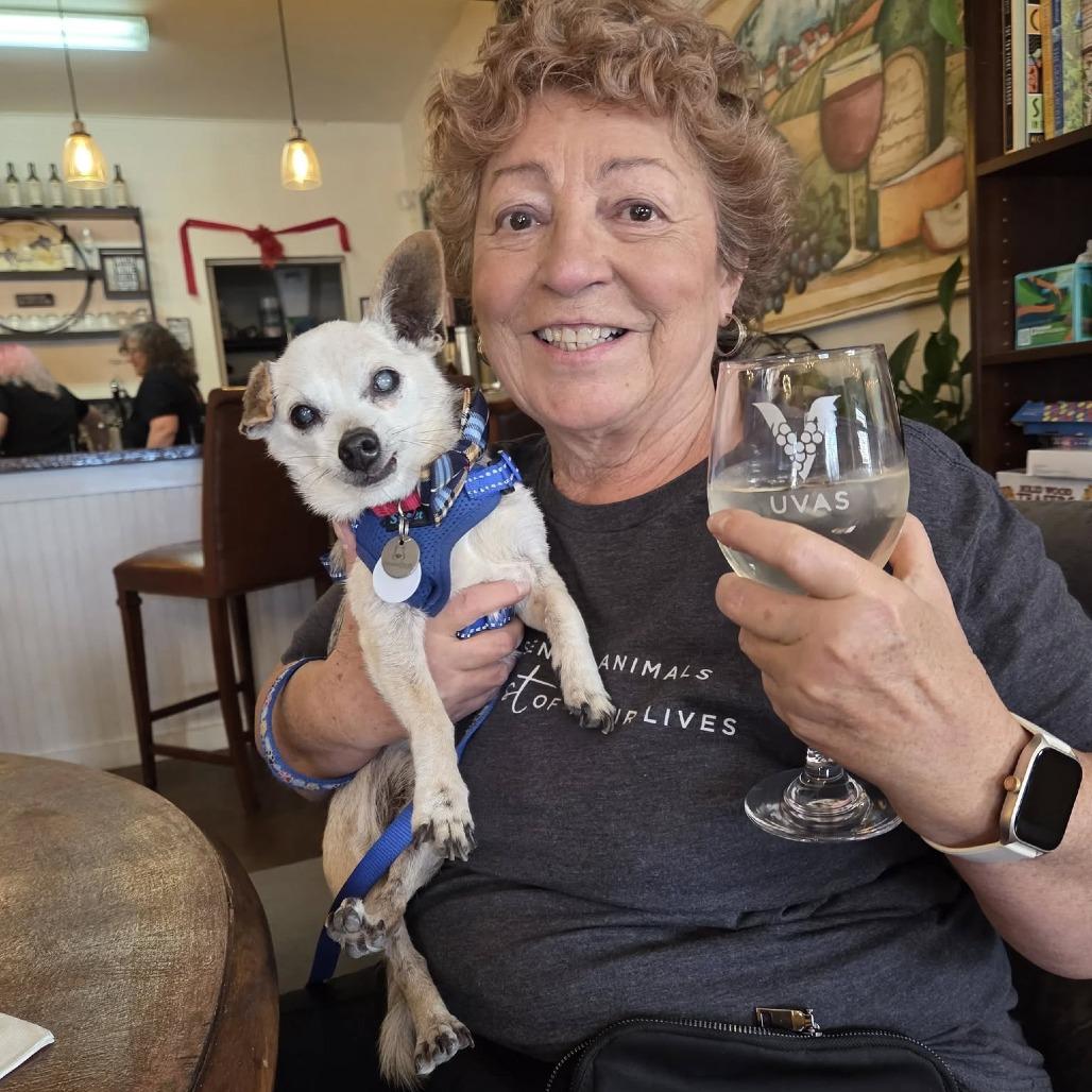 Enlarge Fallon, a Adoptable Chihuahua in Ramona, CA image 3/6