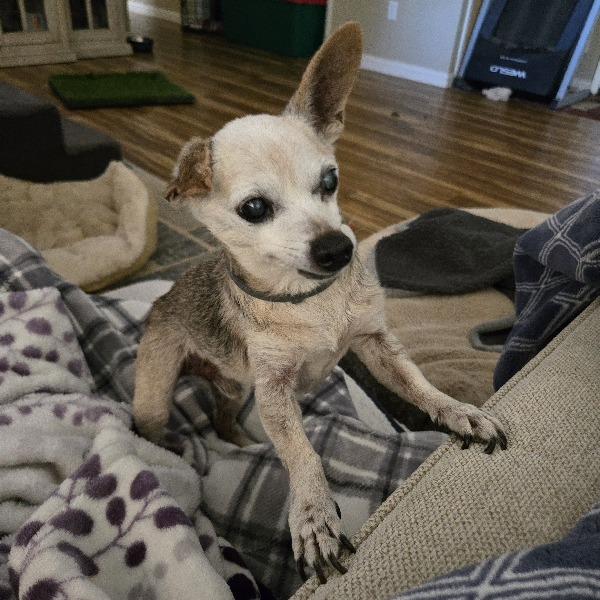 Enlarge Fallon, a Adoptable Chihuahua in Ramona, CA image 4/6