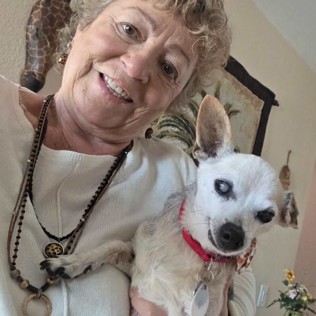 Enlarge Fallon, a Adoptable Chihuahua in Ramona, CA image 6/6