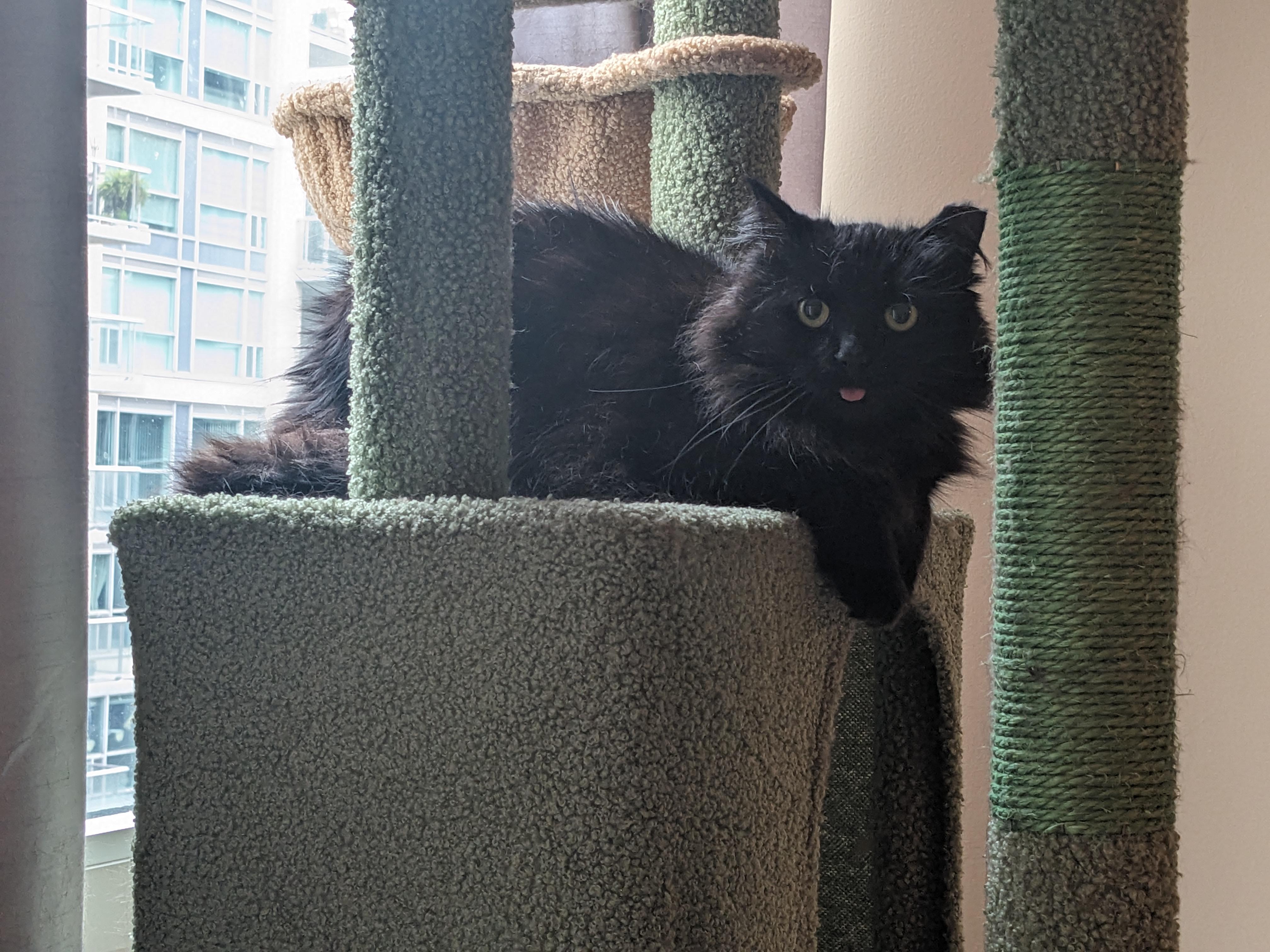 Bunny, Adoptable, Adult Female Domestic Medium Hair.