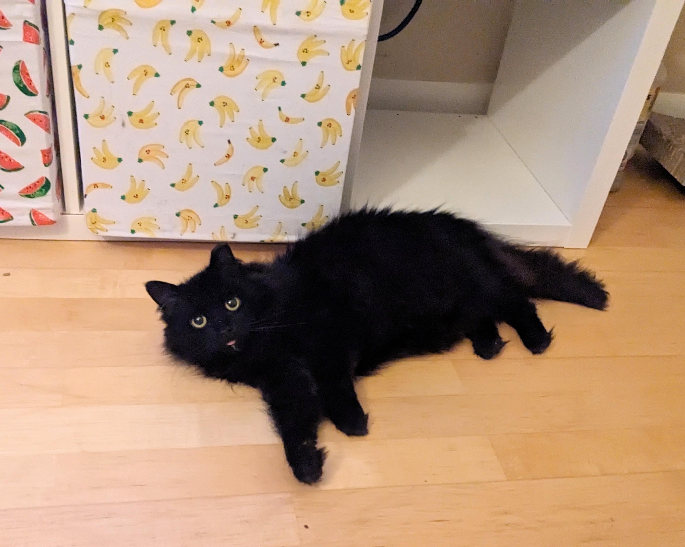 Enlarge Bunny, a Adoptable Domestic Medium Hair in Toronto, ON image 3/3