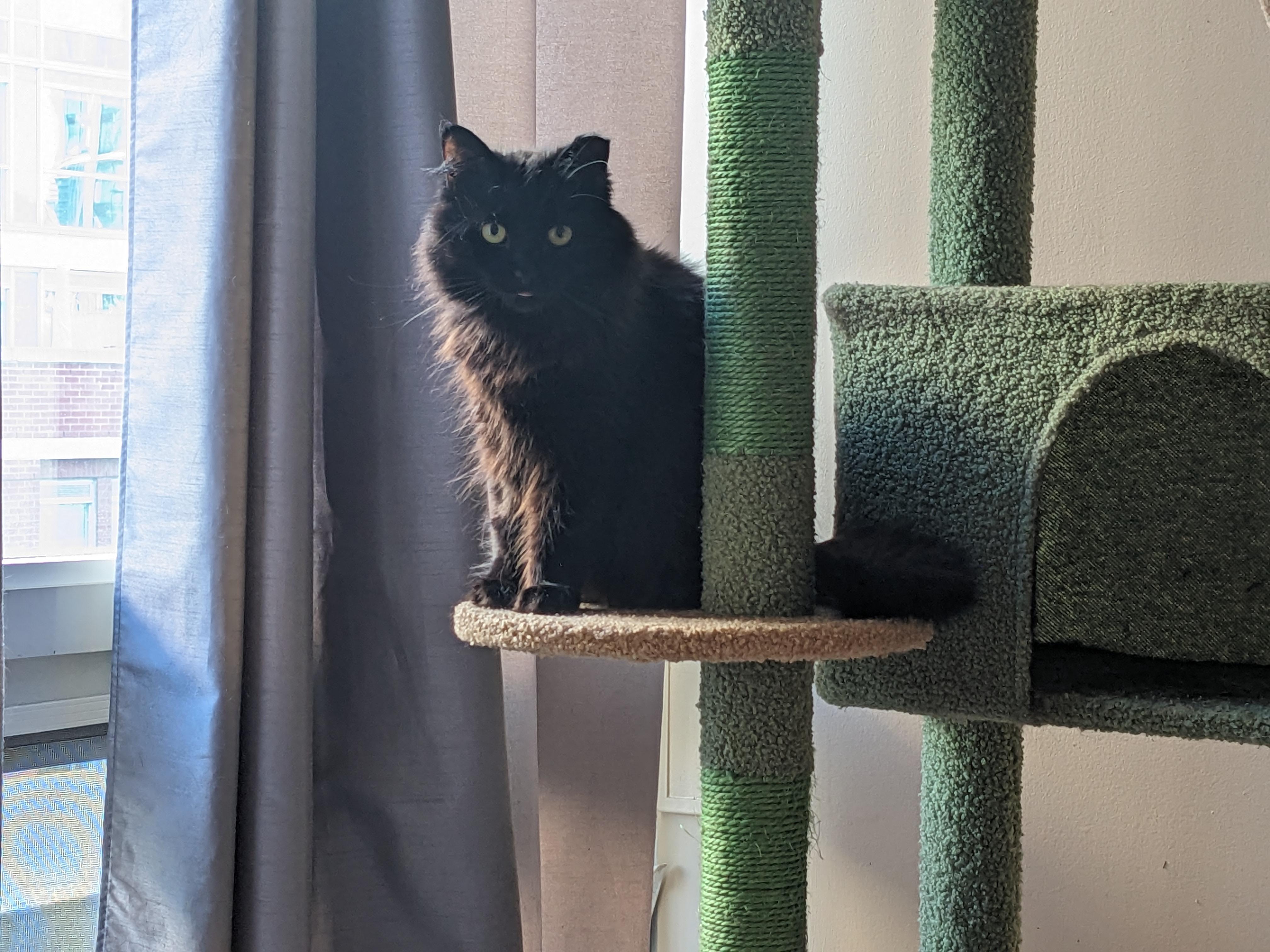 Enlarge Bunny, a Adoptable Domestic Medium Hair in Toronto, ON image 2/3