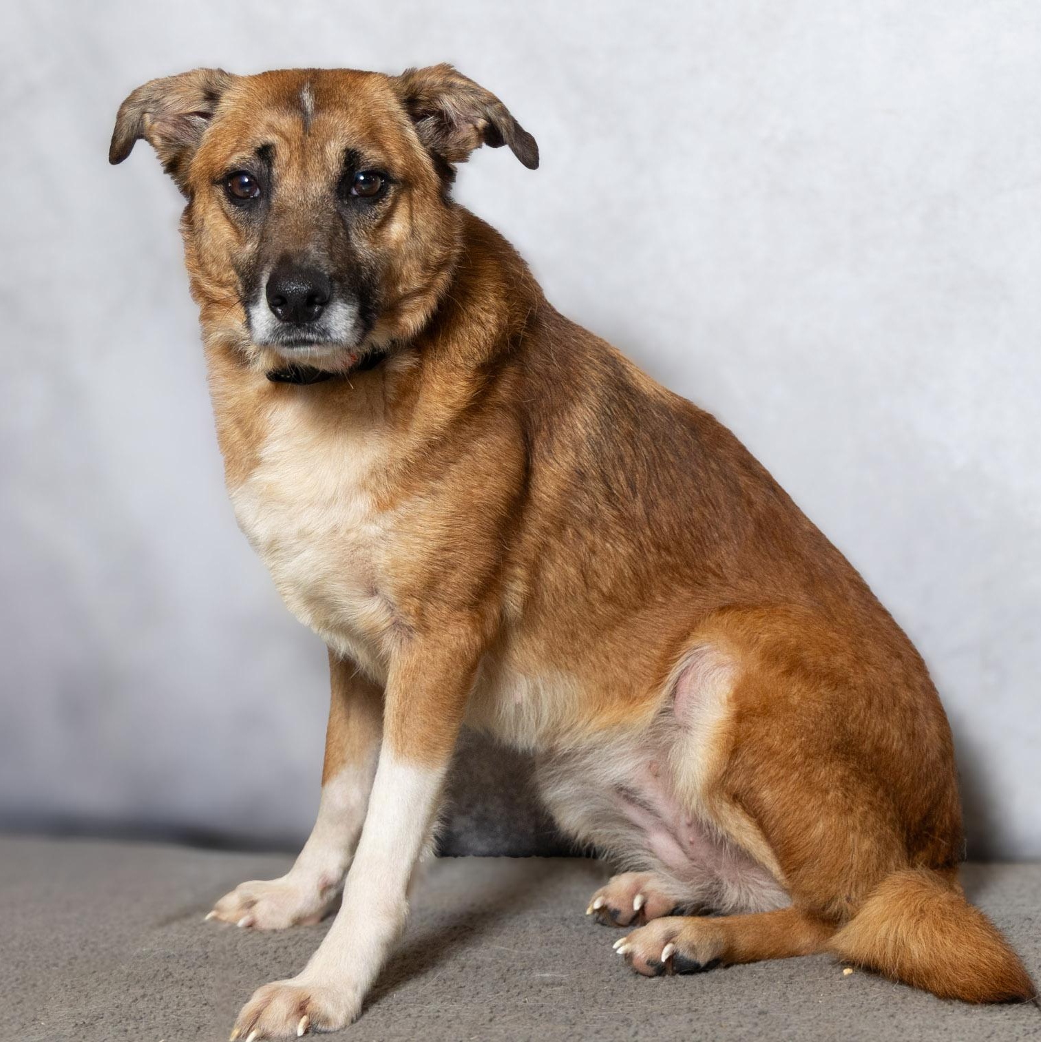 Enlarge Silly Girl, a ADOPTABLE mixed breed in Lebanon, TN image 3/6