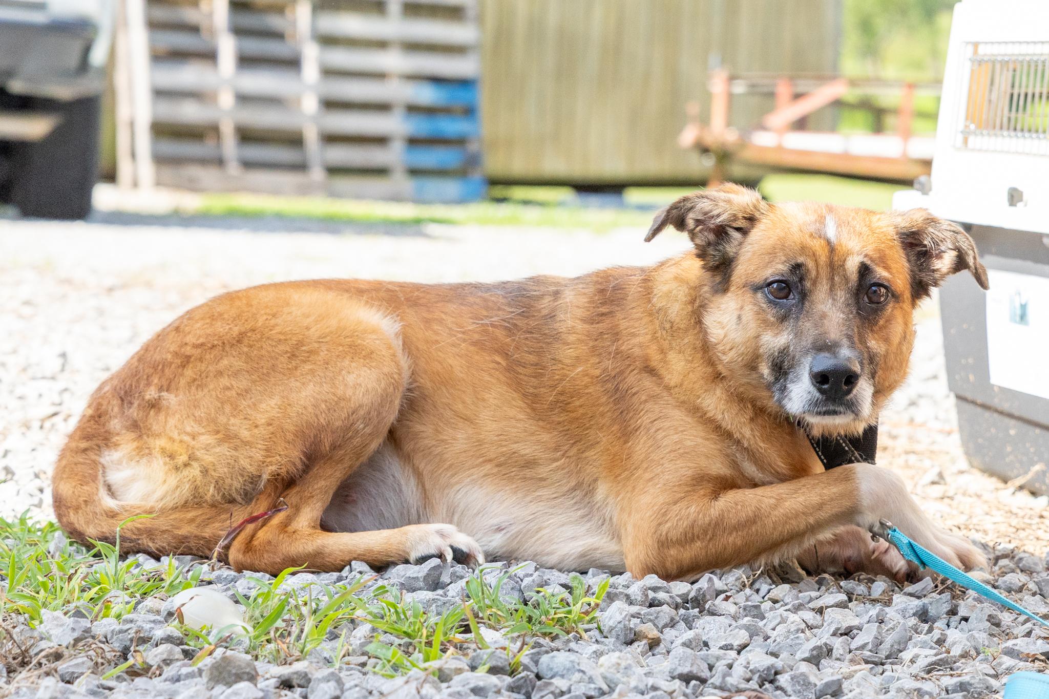Silly Girl, a ADOPTABLE mixed breed in Lebanon, TN image 6/6