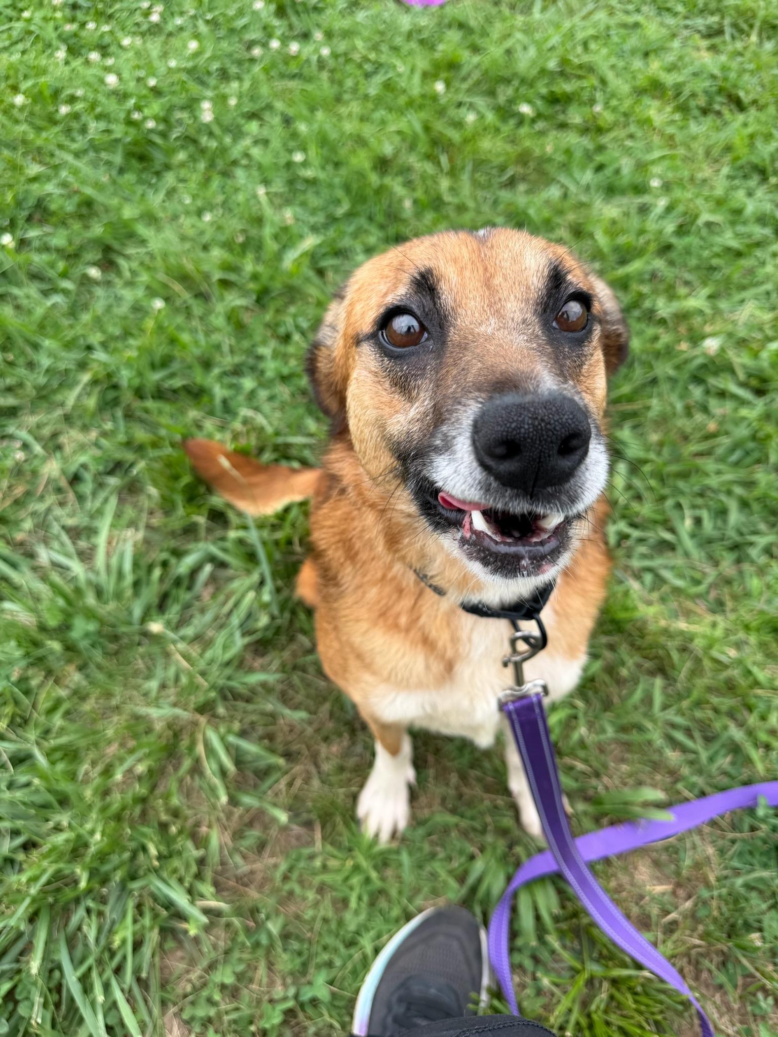 Enlarge Silly Girl, a ADOPTABLE mixed breed in Lebanon, TN image 5/6