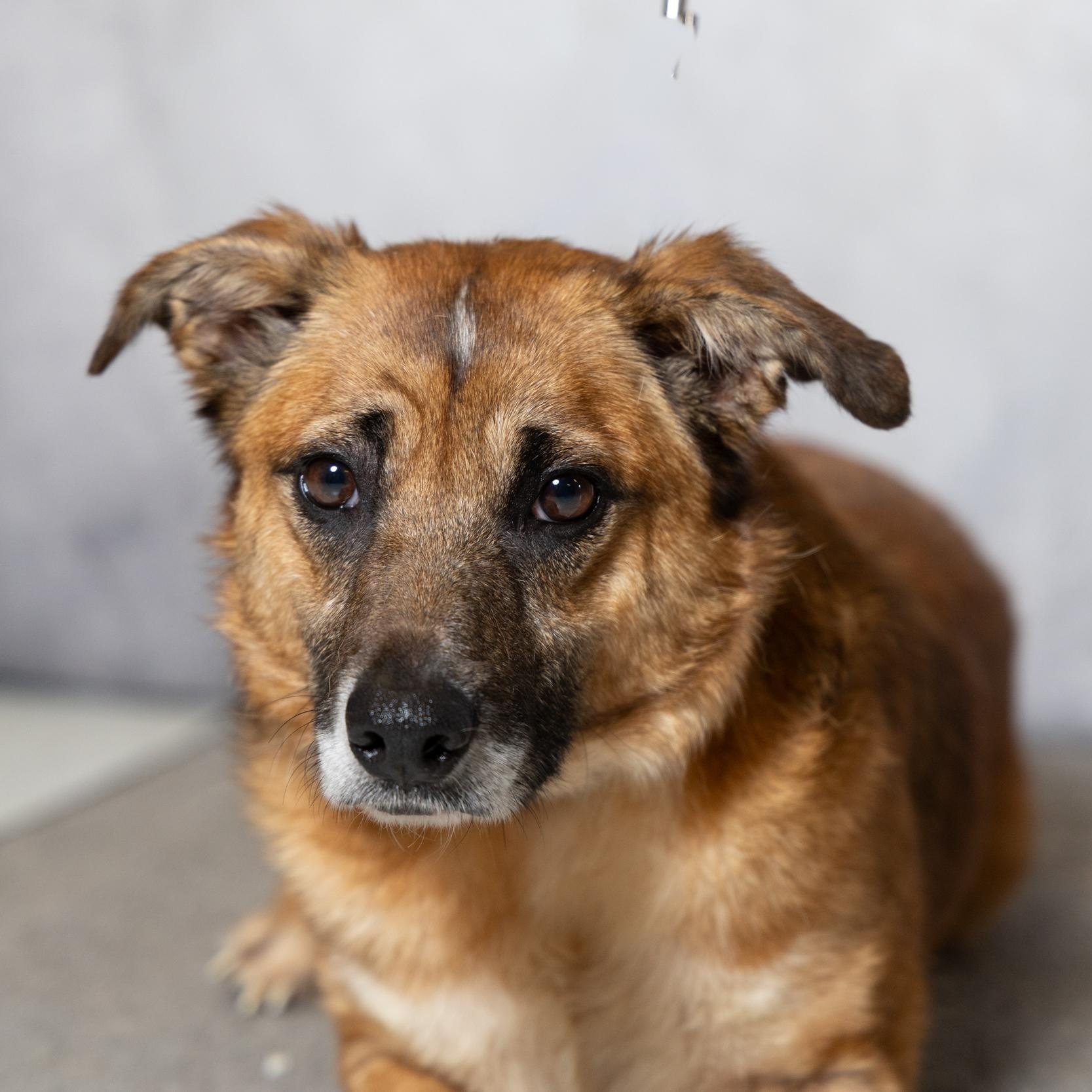 Enlarge Silly Girl, a ADOPTABLE mixed breed in Lebanon, TN image 1/6