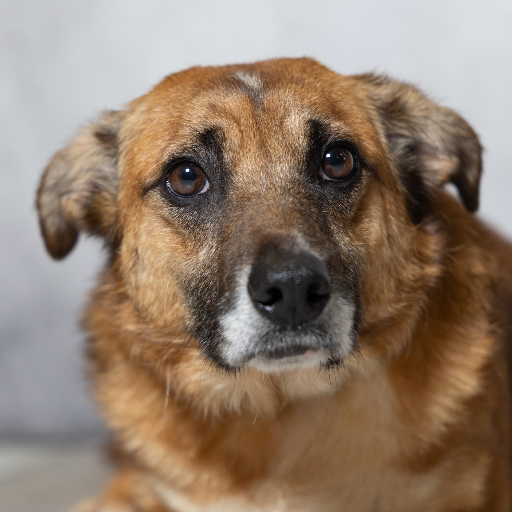 Enlarge Silly Girl, a ADOPTABLE mixed breed in Lebanon, TN image 4/6