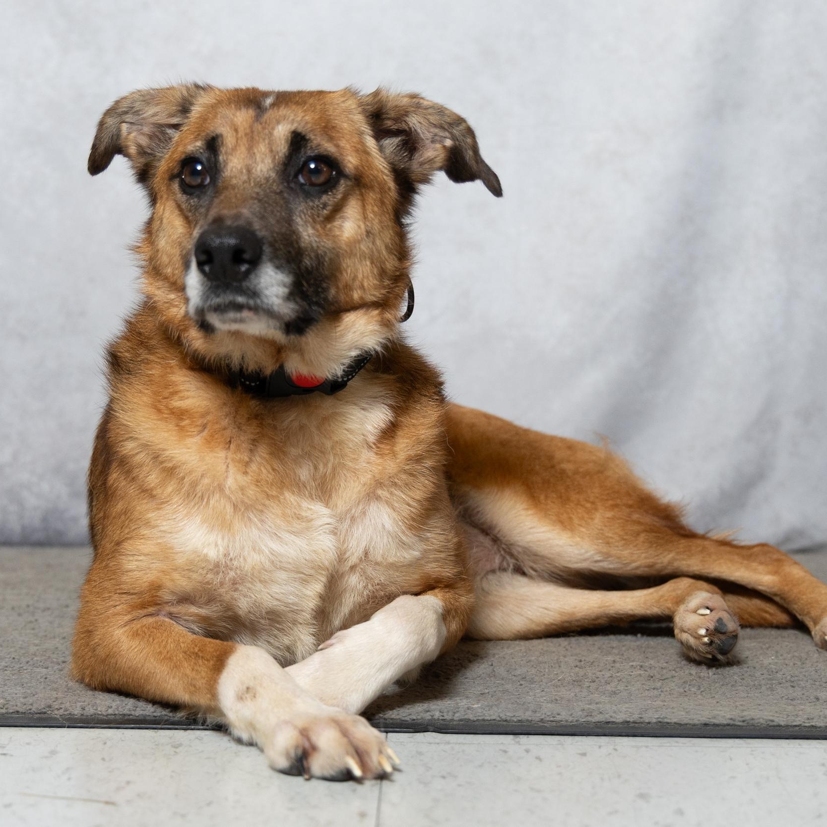 Enlarge Silly Girl, a ADOPTABLE mixed breed in Lebanon, TN image 2/6