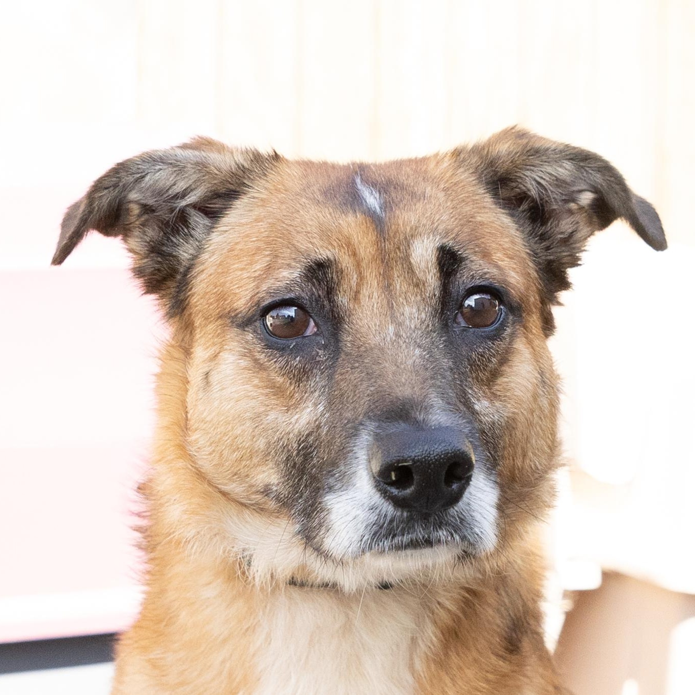 Silly Girl, a ADOPTABLE mixed breed in Lebanon, TN image 3/6