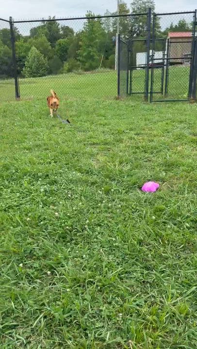 Enlarge Silly Girl, a ADOPTABLE mixed breed in Lebanon, TN video 6/6