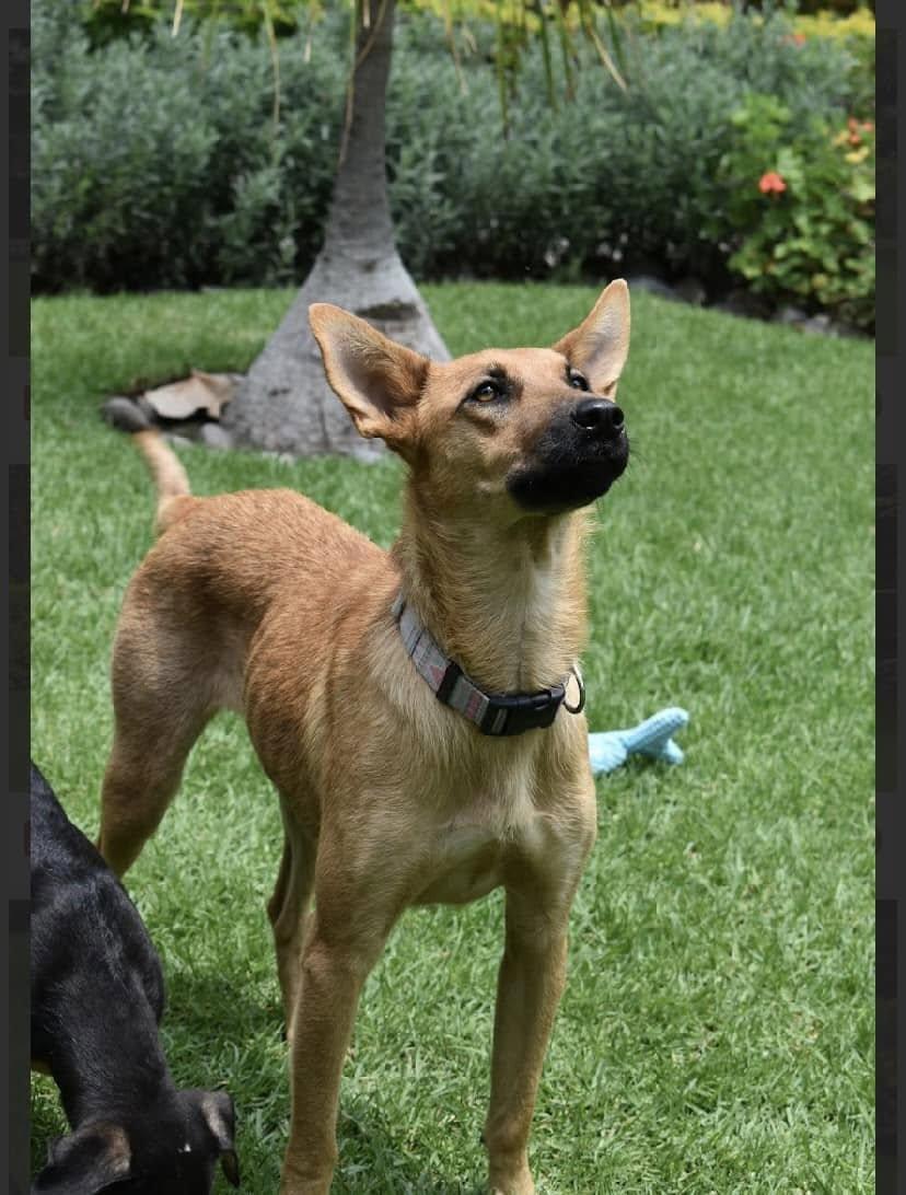 Tapioca (20250116-18)