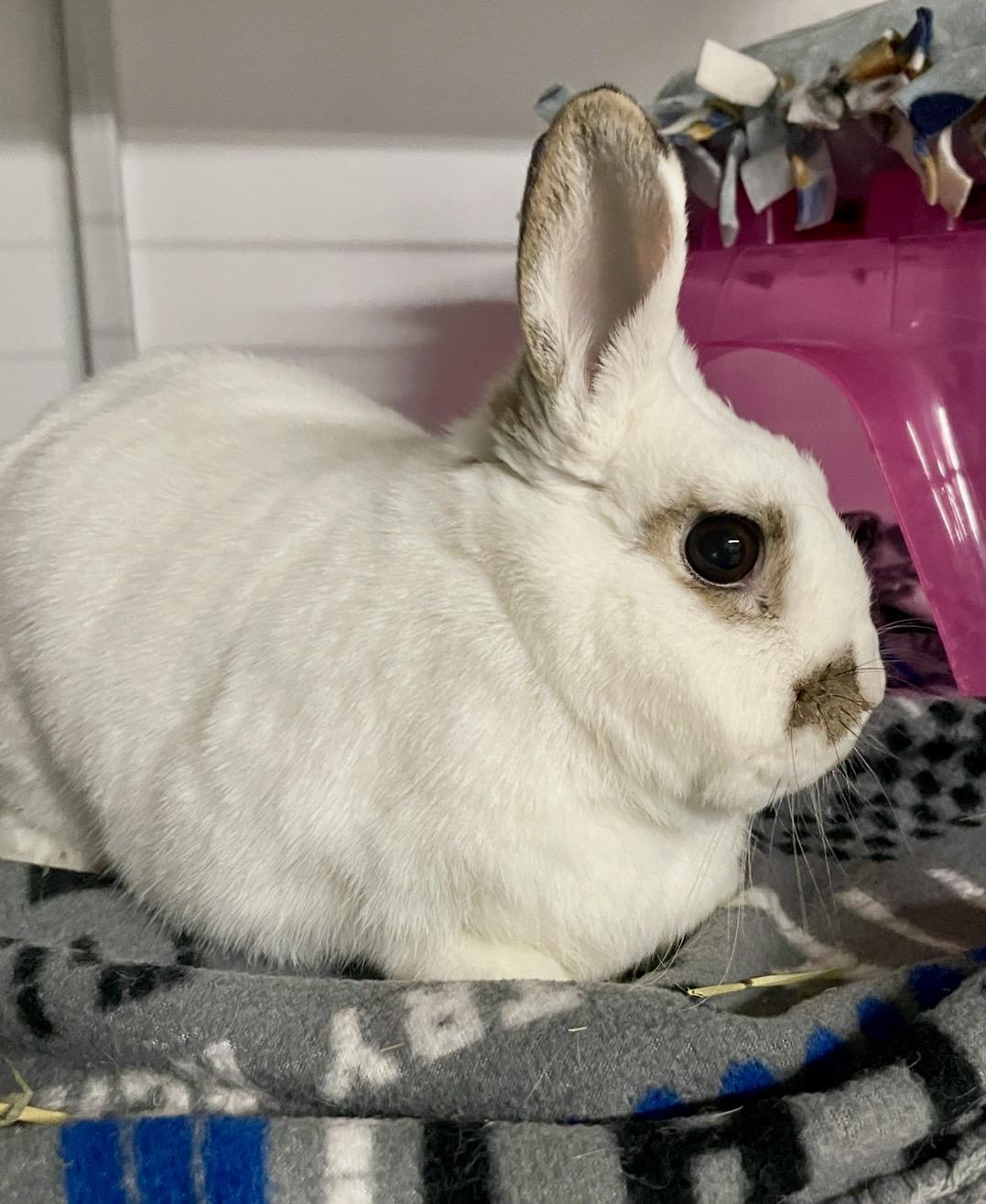 Pomegranate, ADOPTABLE, Adult Male Hotot.