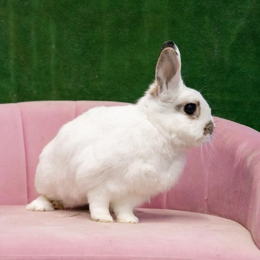 Pomegranate, adoptable, Adult Male Hotot.