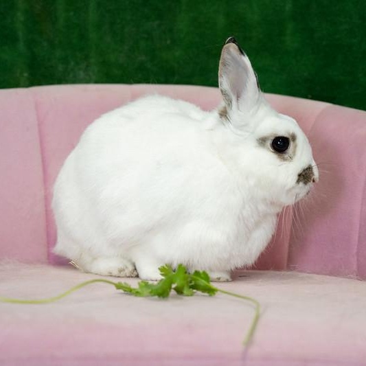 Enlarge Pomegranate, an adoptable Hotot in Chicago, IL image 2/3